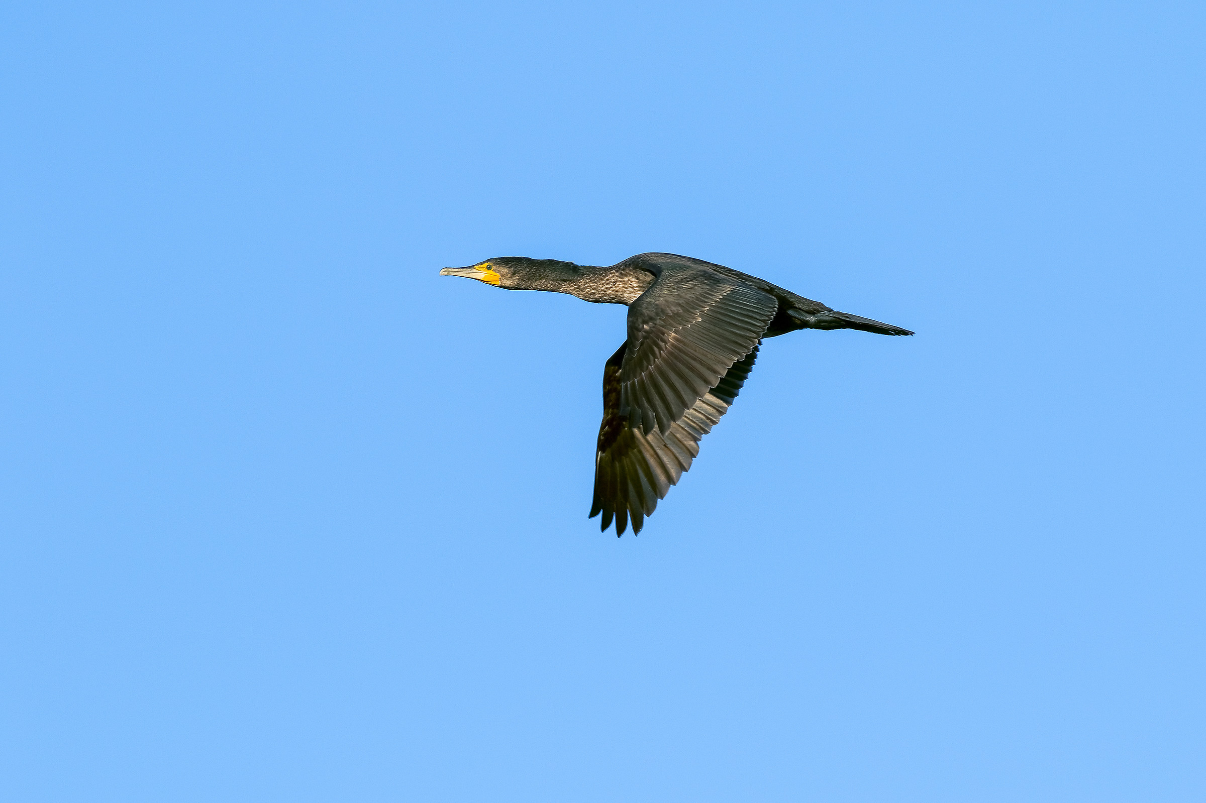 IN Cormorant flight