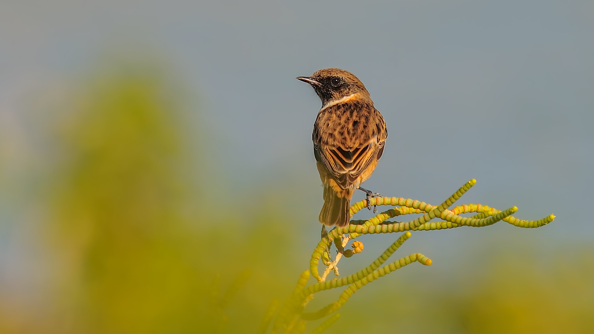 European Stonechat / Saxicola rubicola