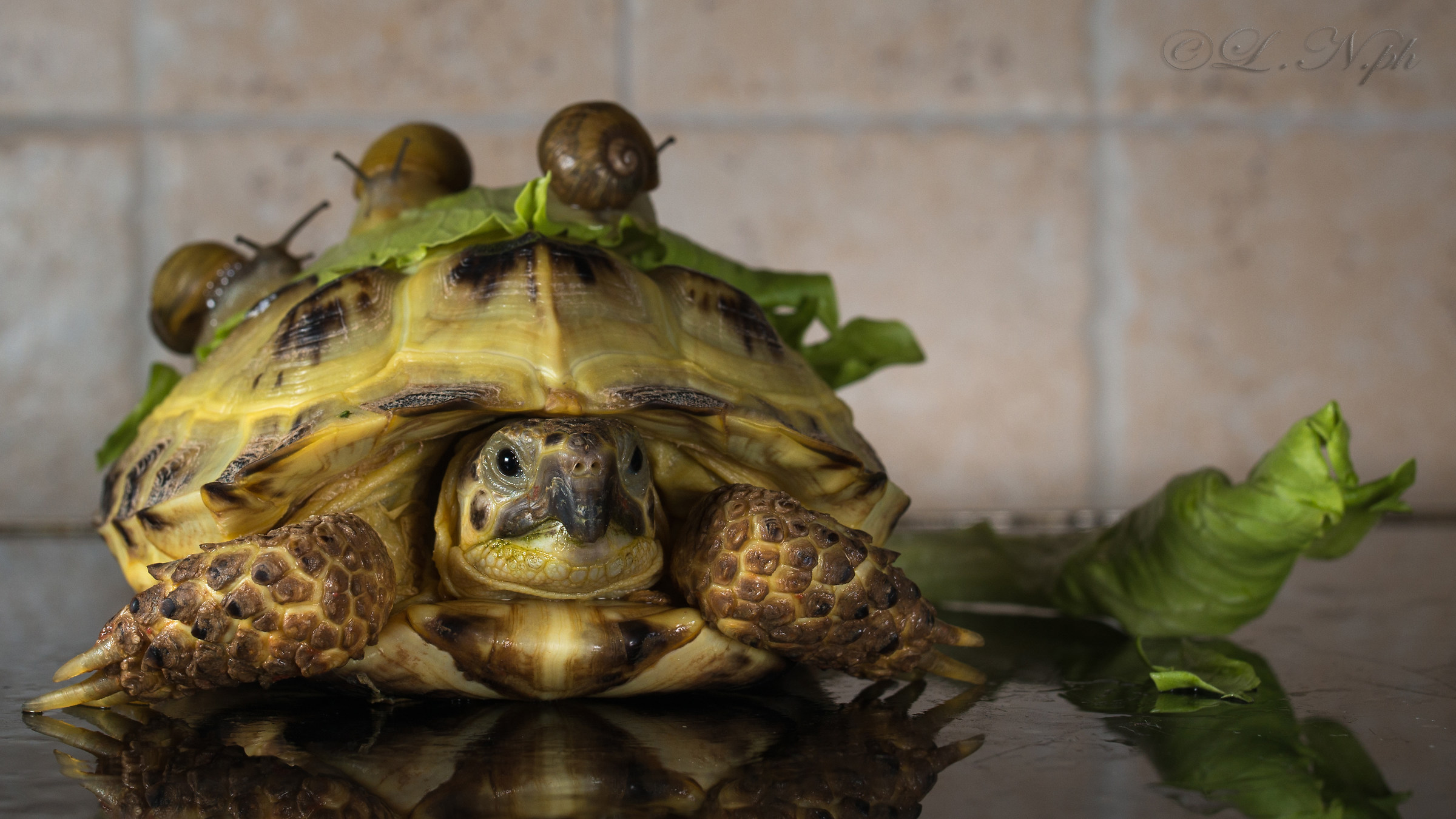 Tarta sopraffatta..assalto alla lattuga