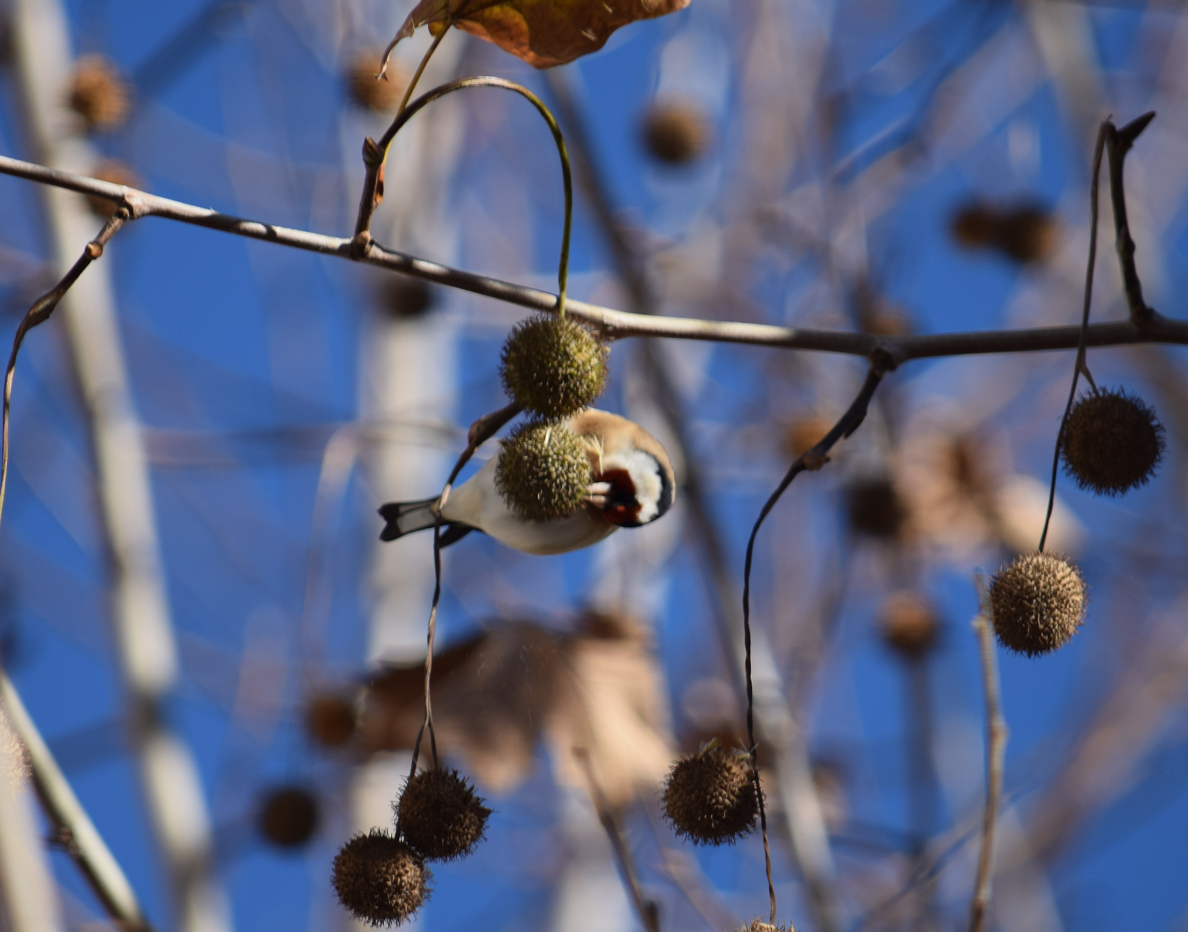 Il pranzo del cardellino