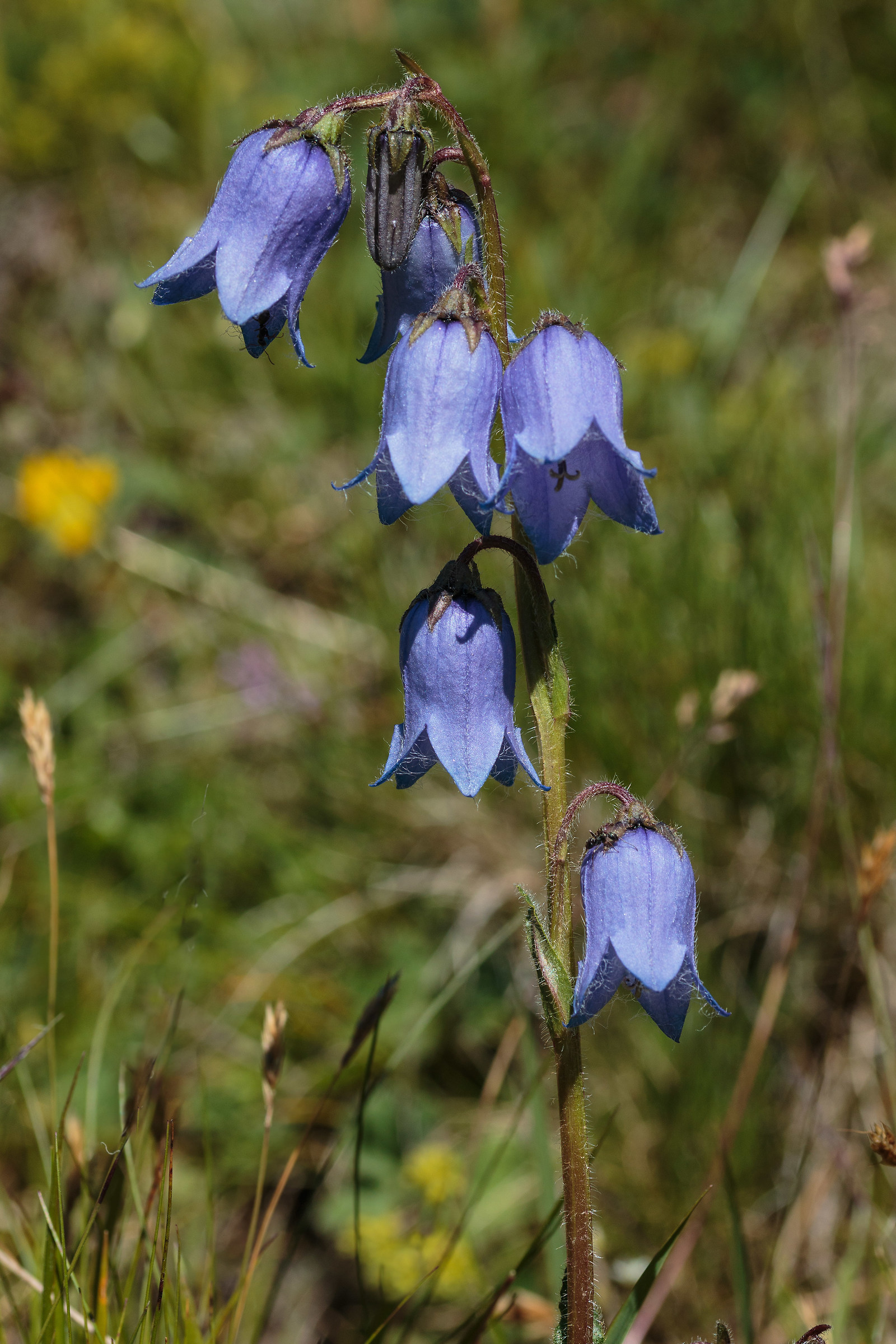 Campanula barbata L.