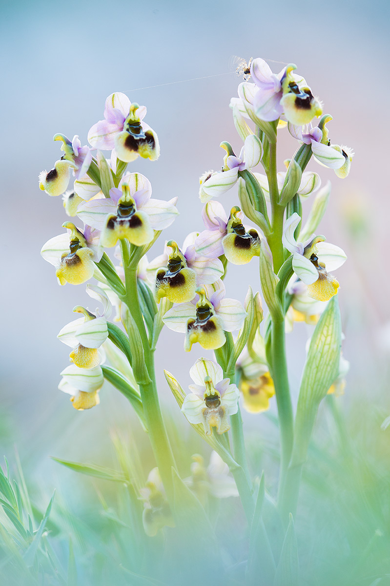 Ophrys tenthredinifera