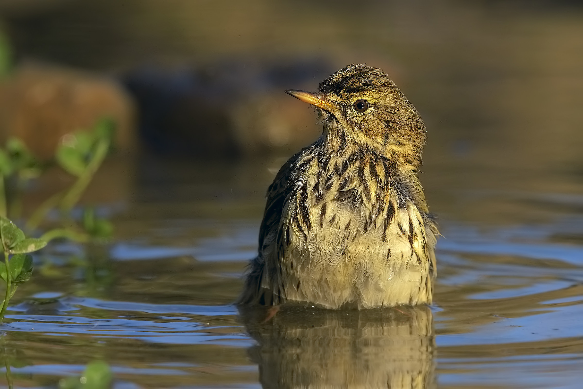 Auguri di buona luce a tuti 2017