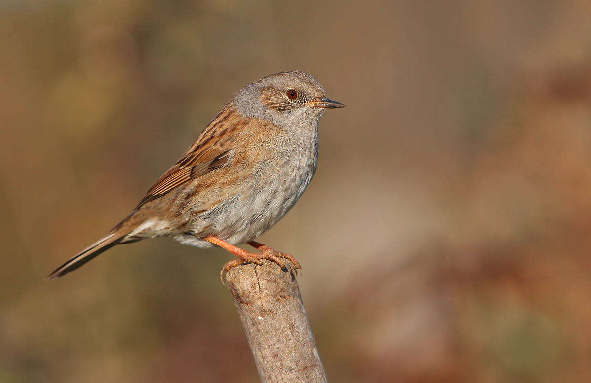 Dunnock