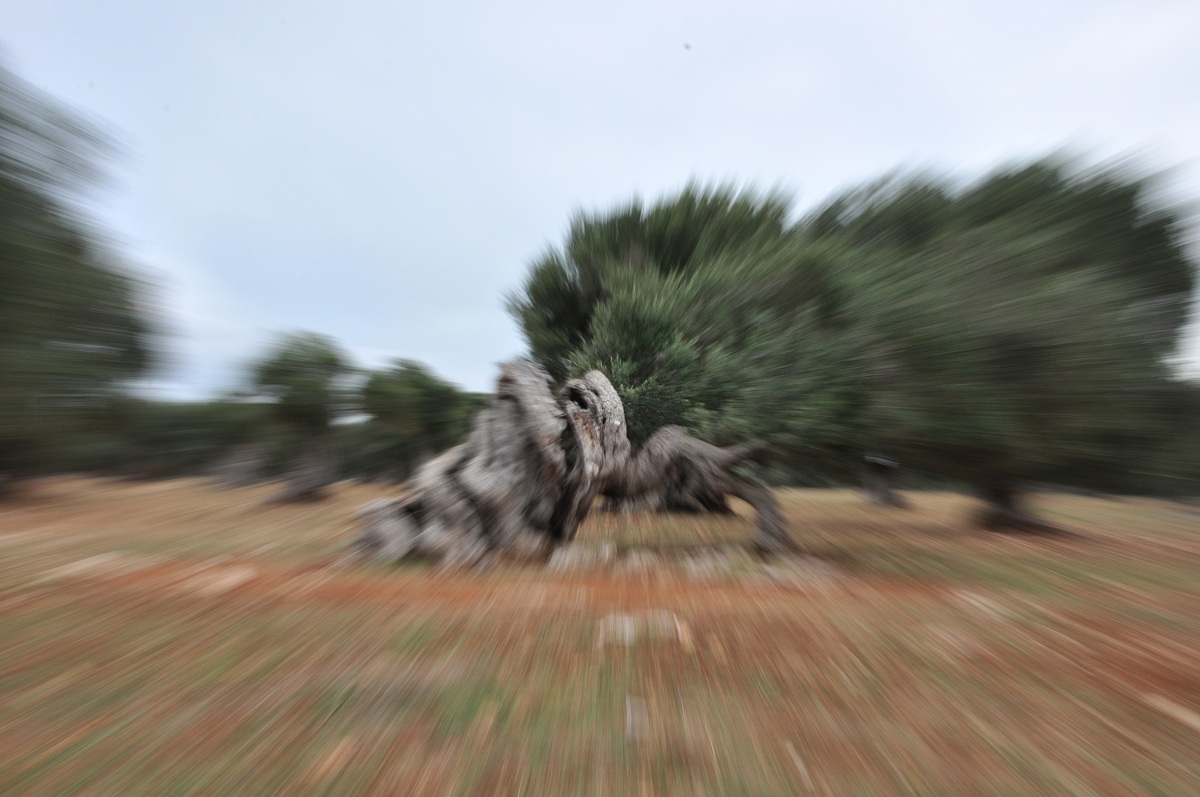 Allucinazioni campestri