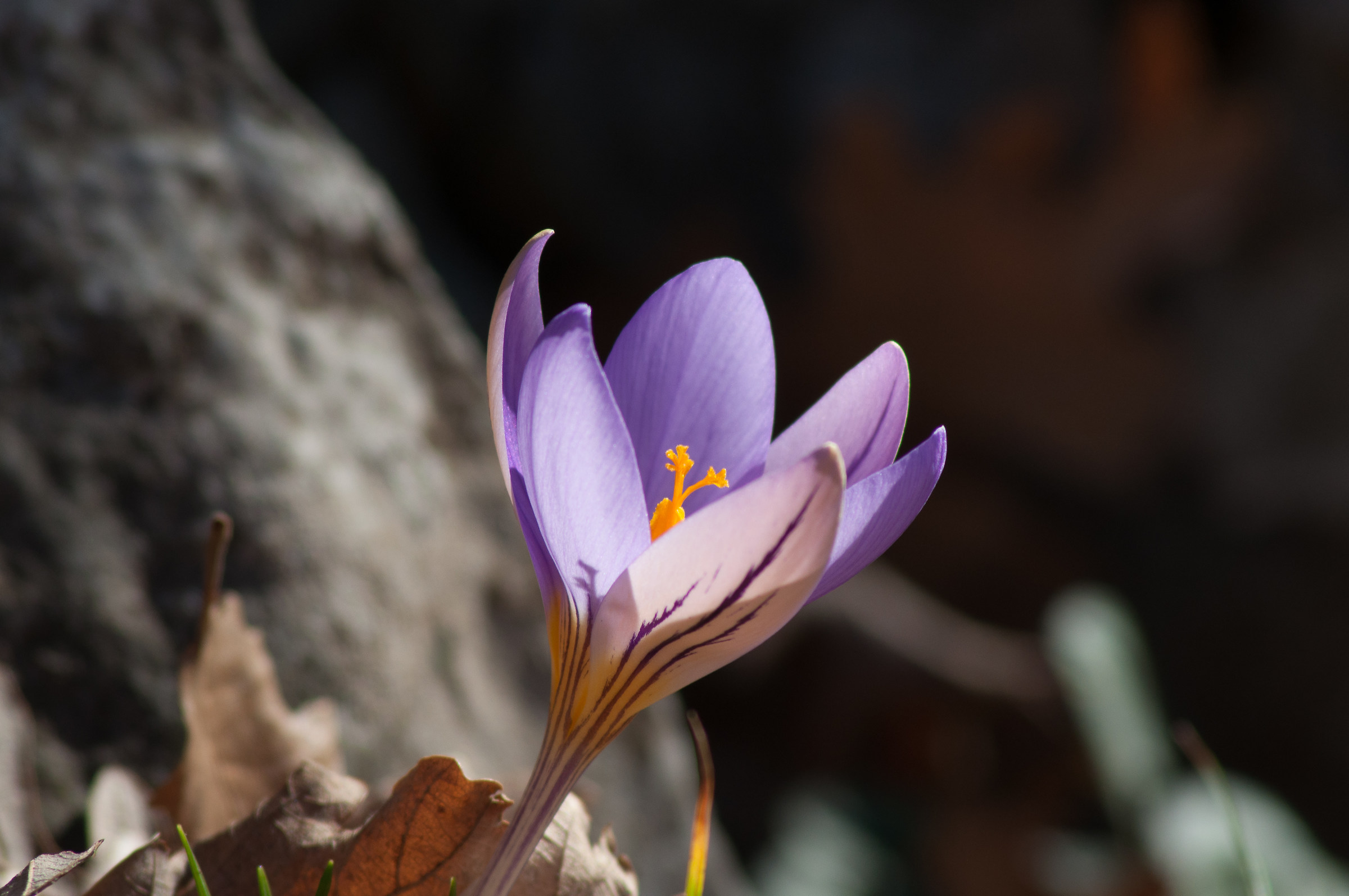 crocus