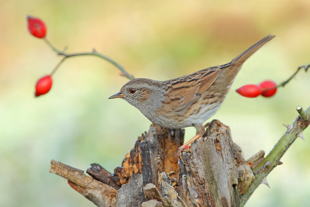 Dunnock