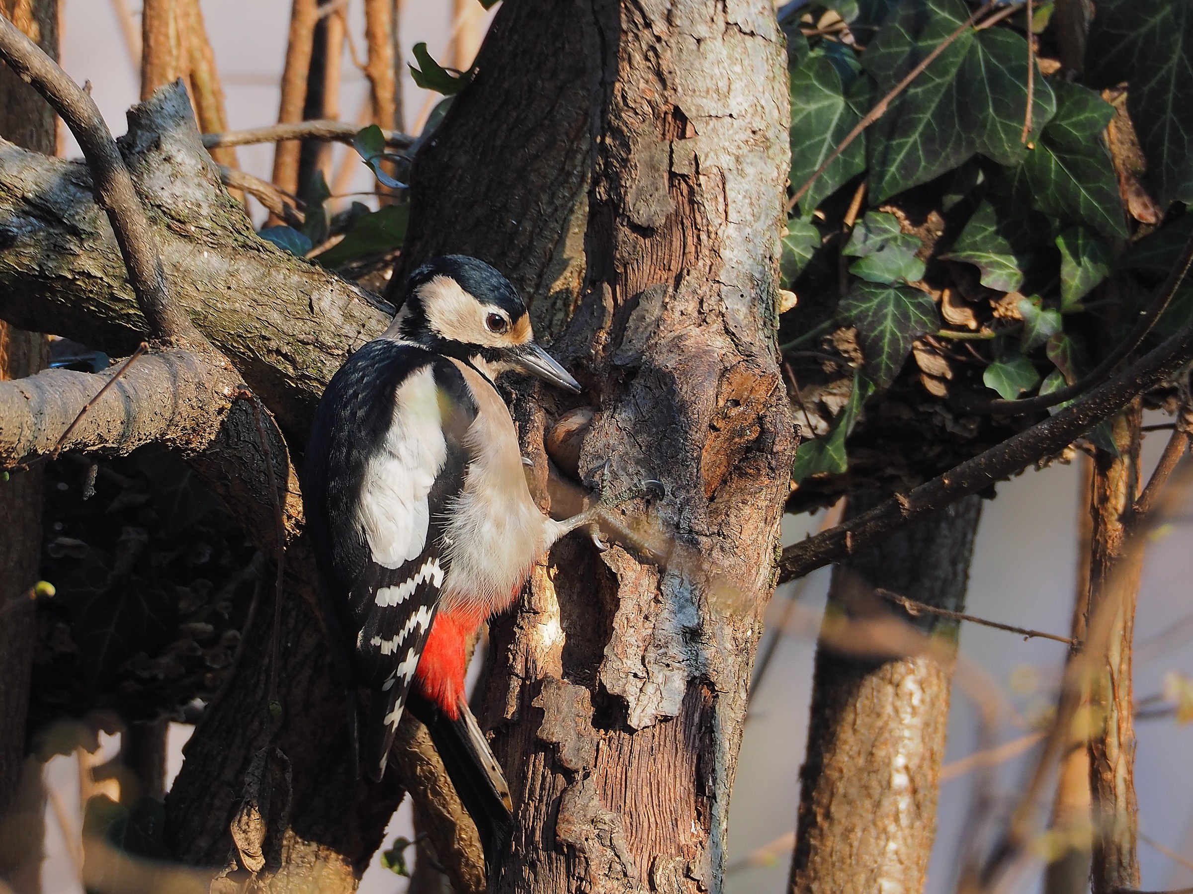 The woodpecker and peanut