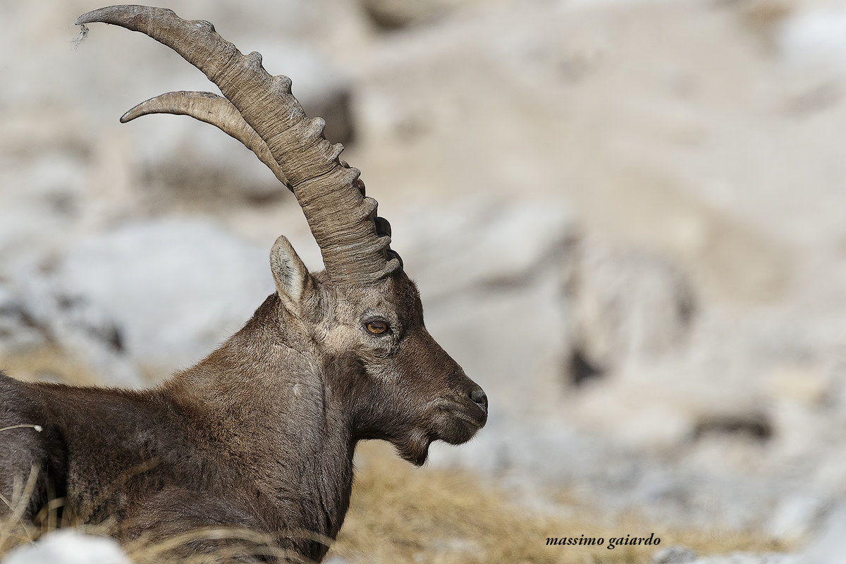 proud look of a young male ibex! : =)