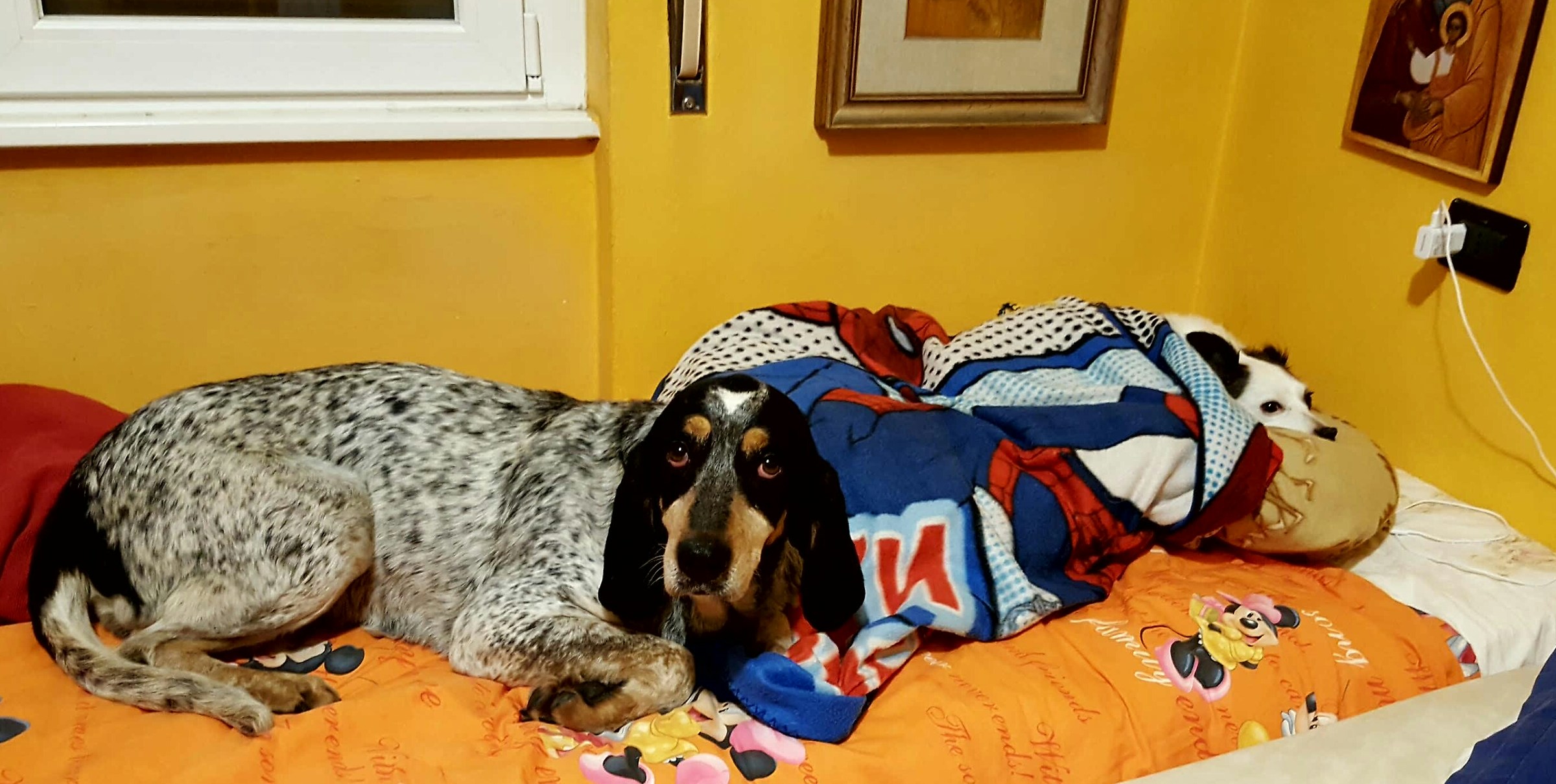 "Un  letto per due "