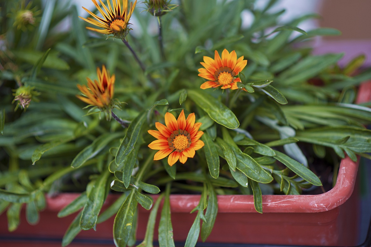 Tanto pe' scattà...