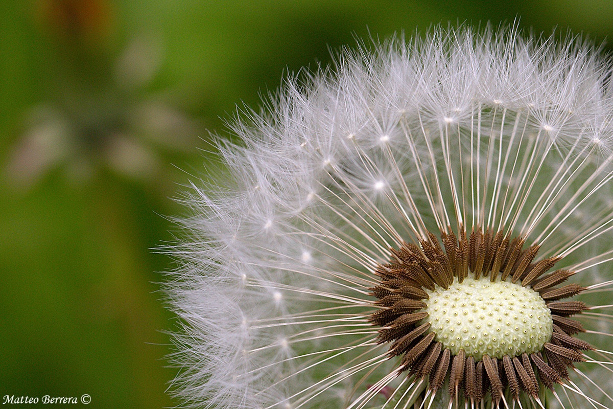 Dandelion