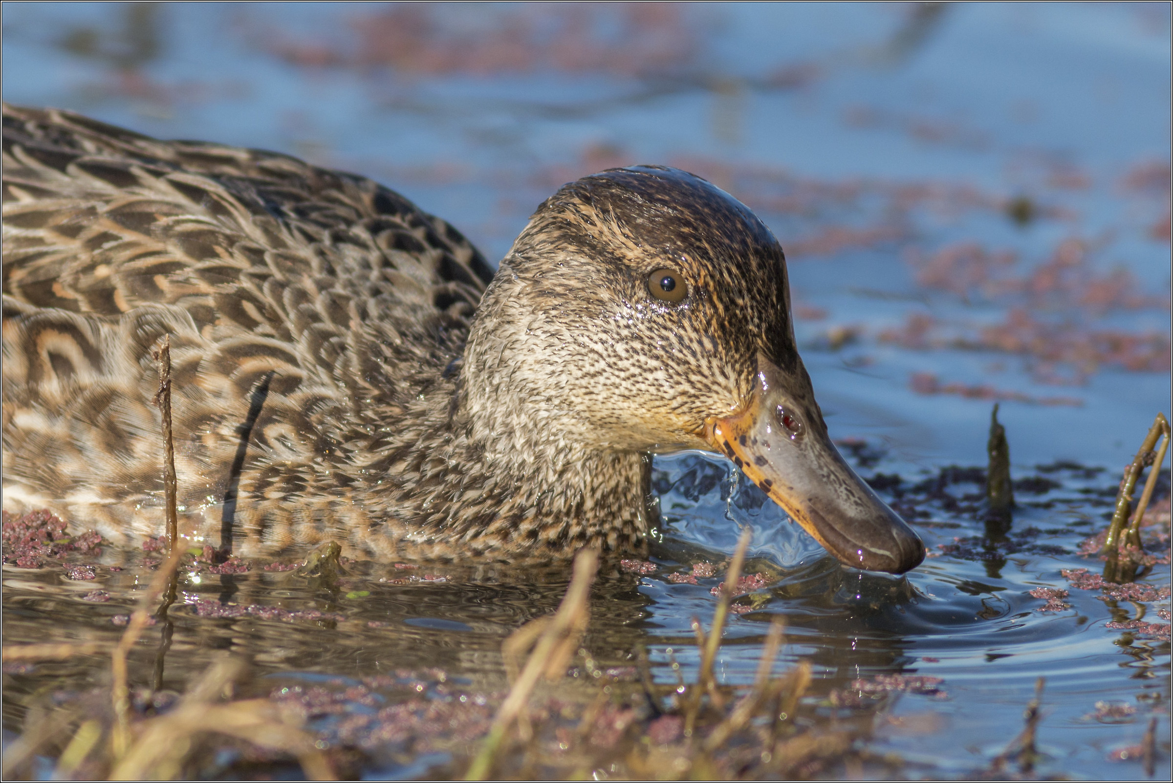 Teal close female