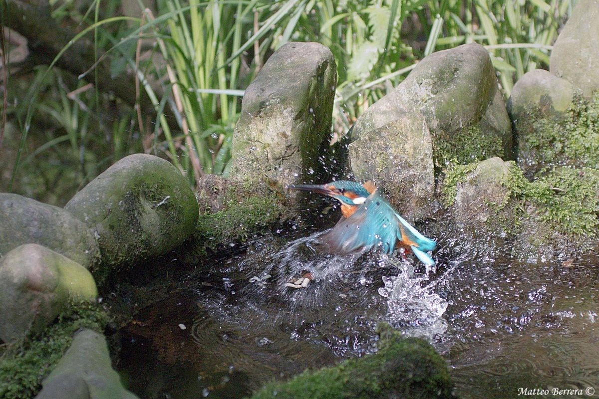 Kingfisher output
