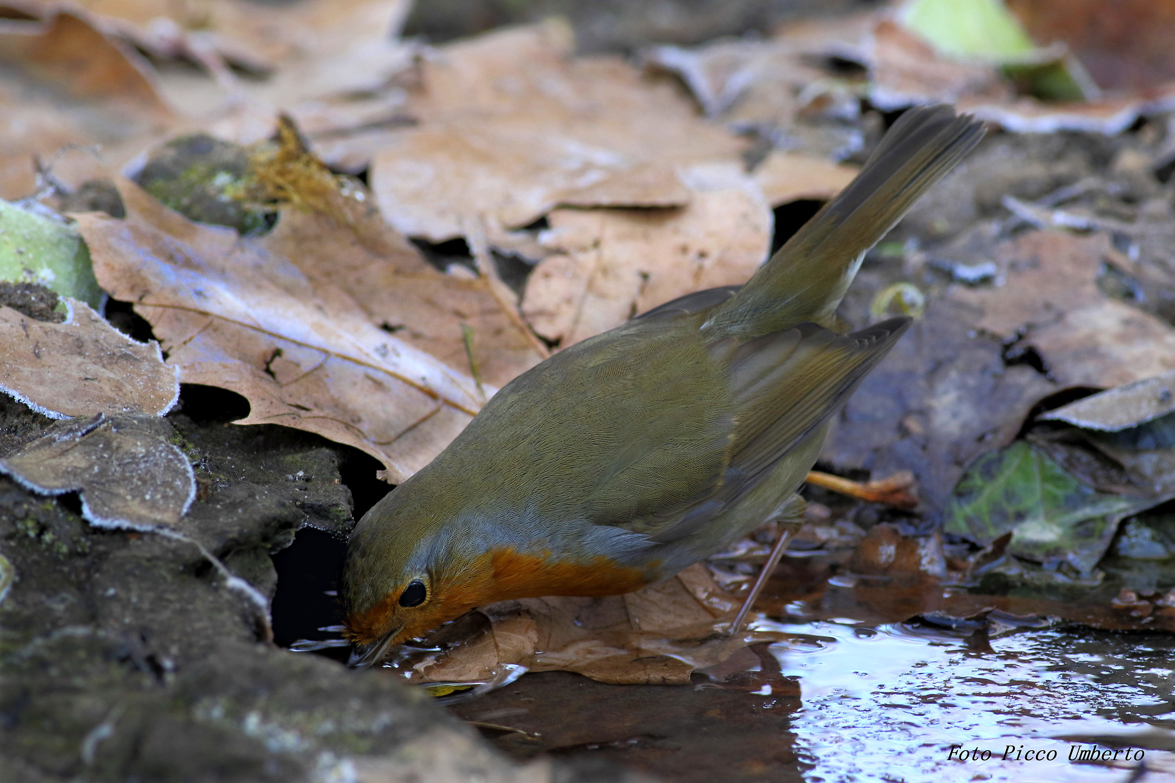 Robin while drinking