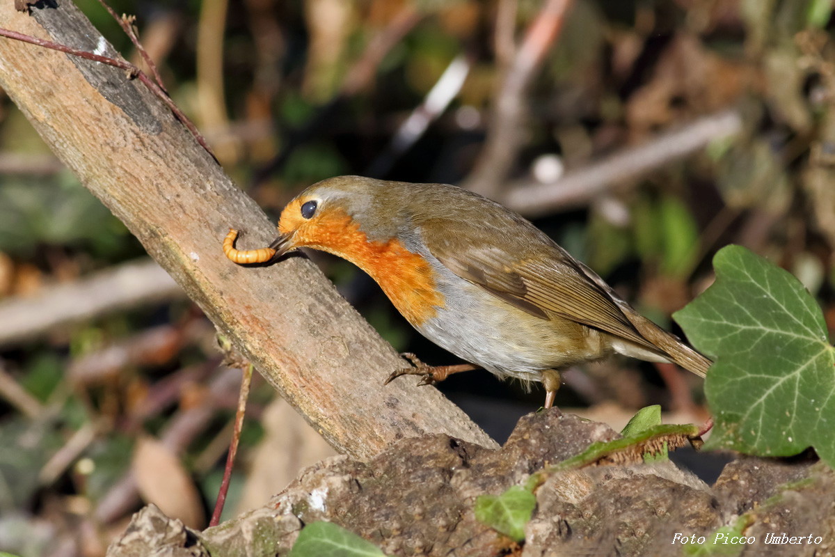 robin with moth