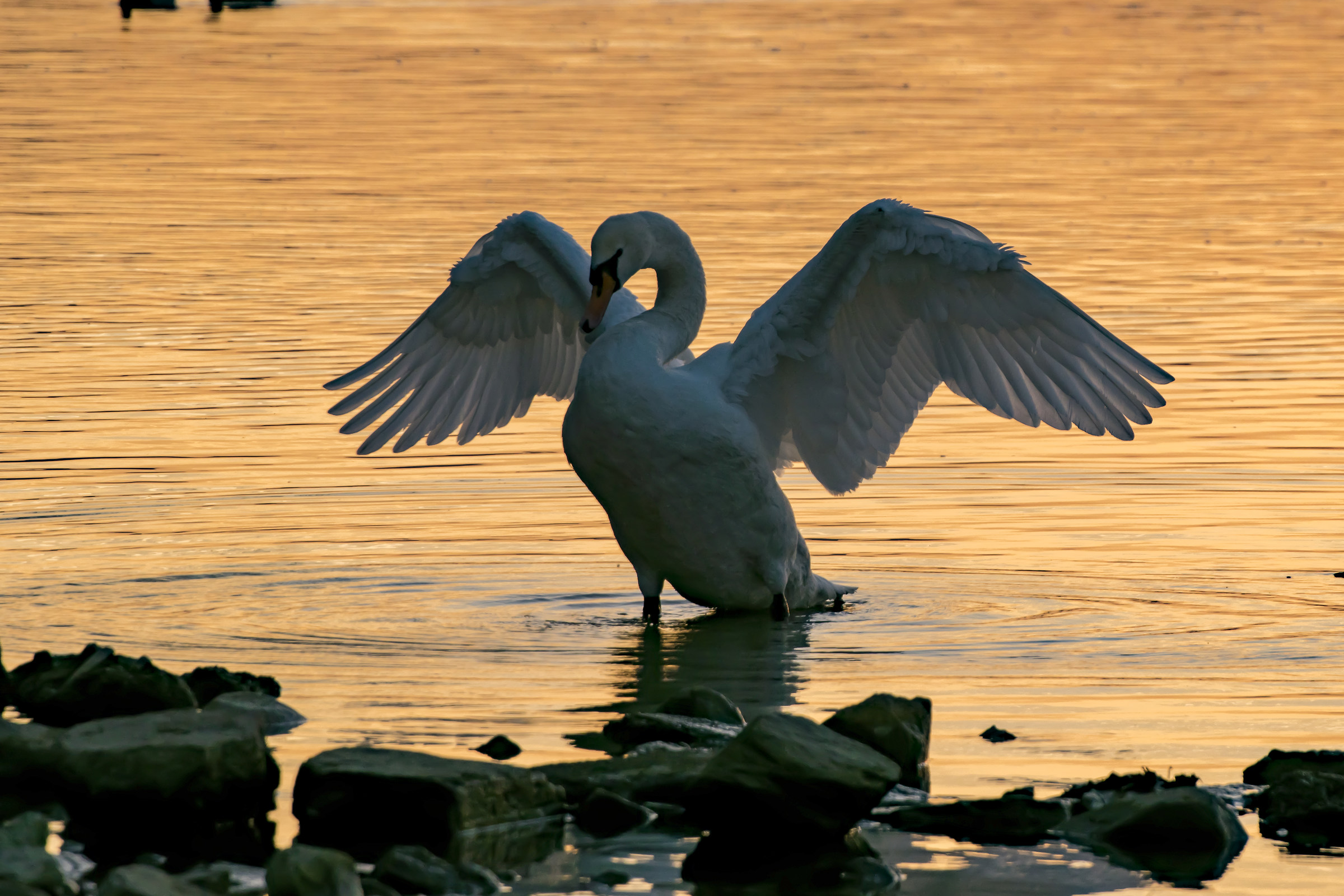 .... Puts the aali !!!