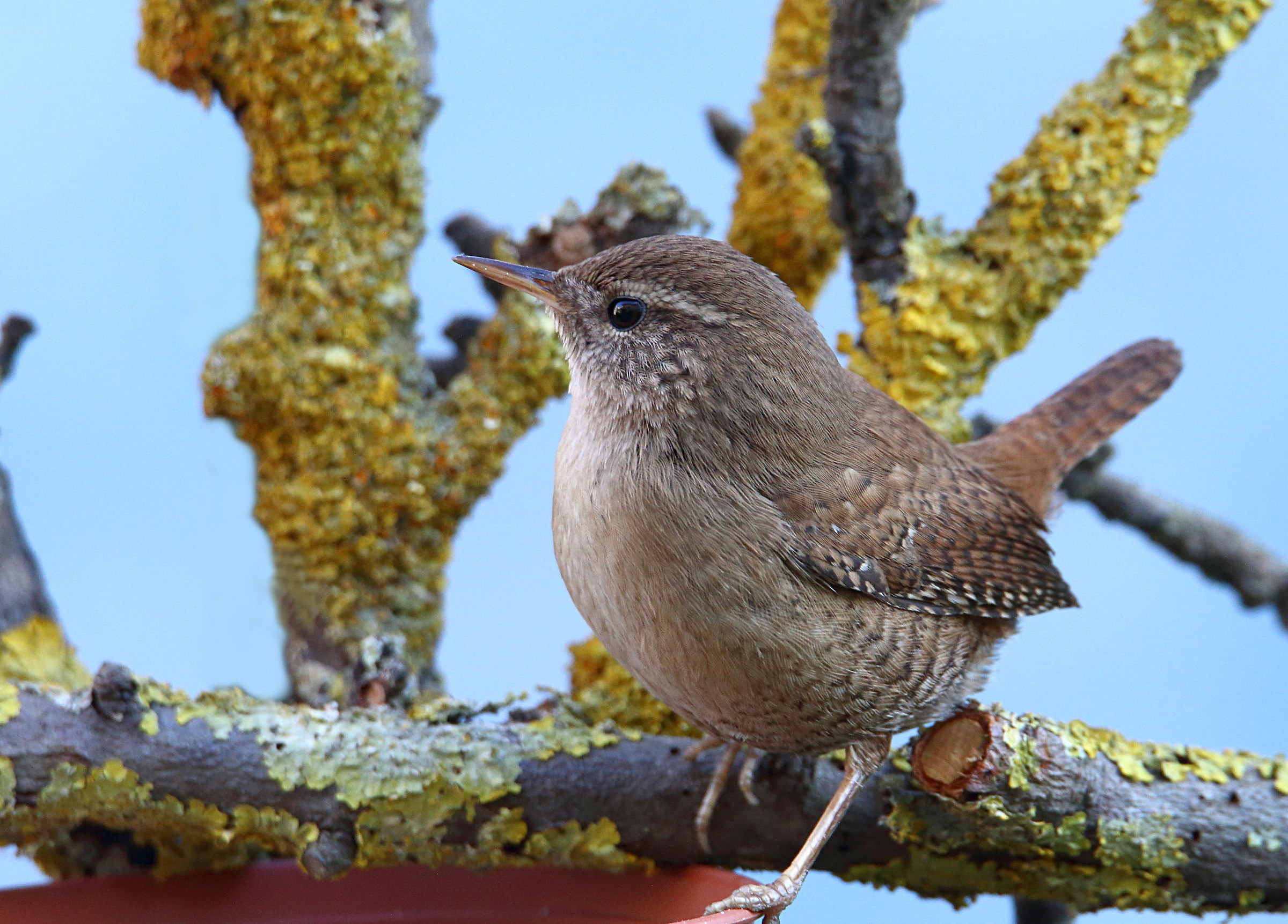 Wren