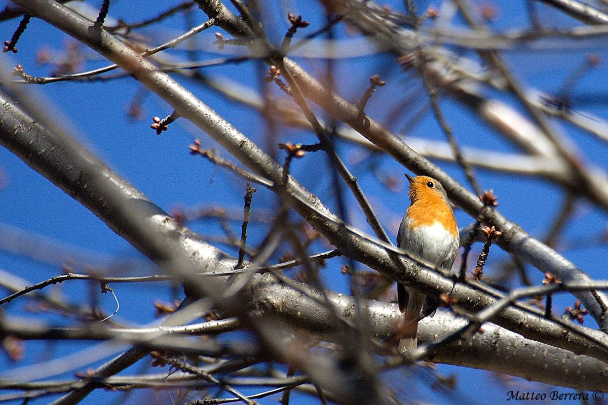 Robin