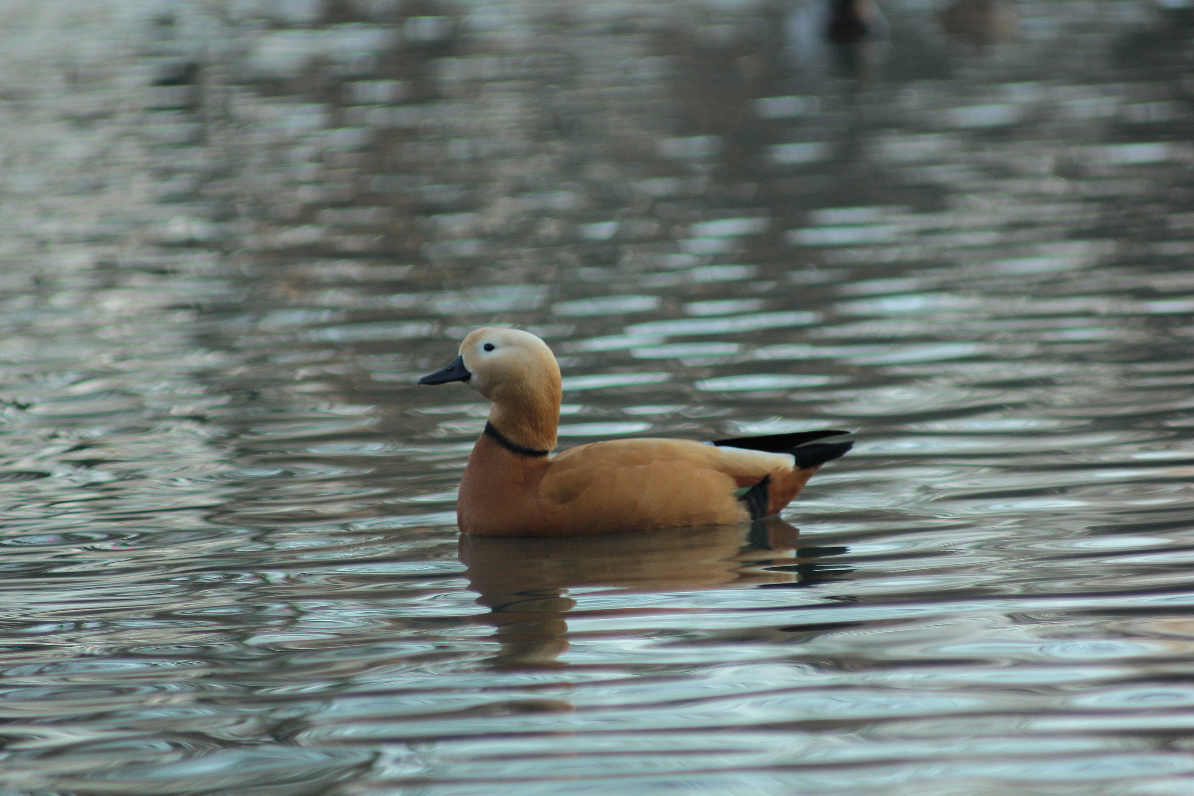 Anatra del "parco Castello" (Legnano) MI