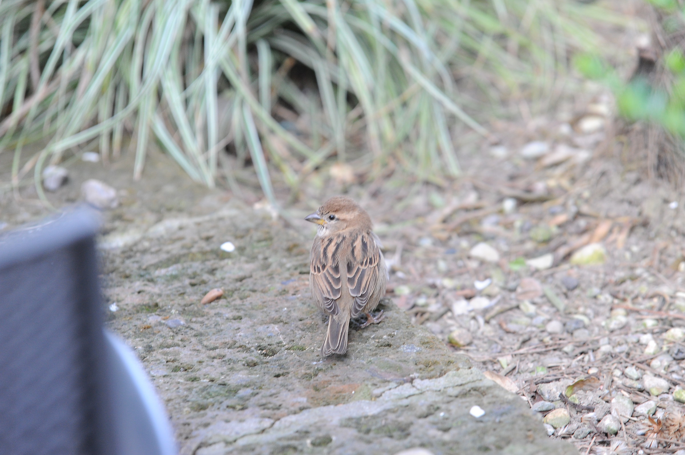 Un piccolo passerotto al lago di garda