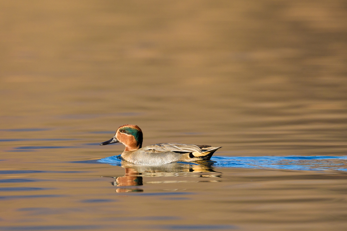 Teal (Anas crecca) set ...