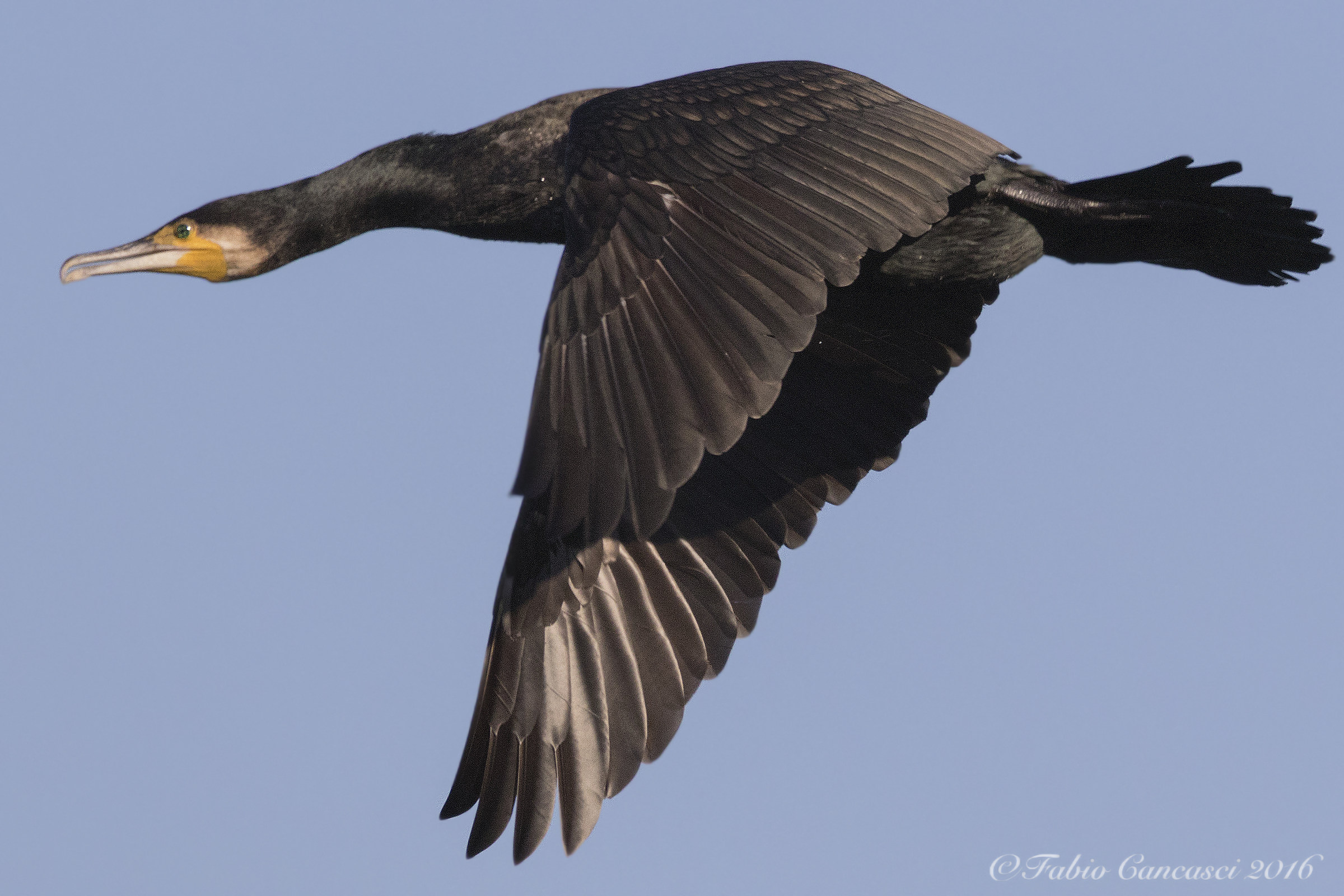 cormorano