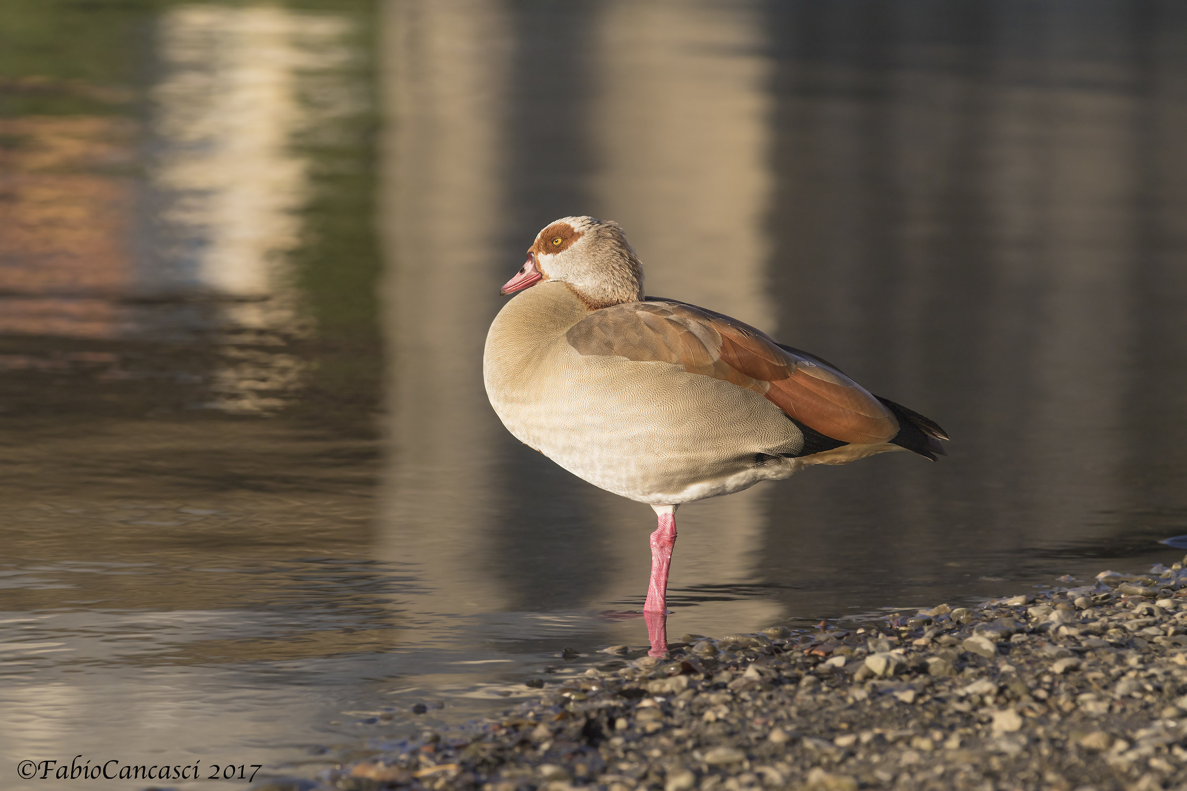Egyptian goose