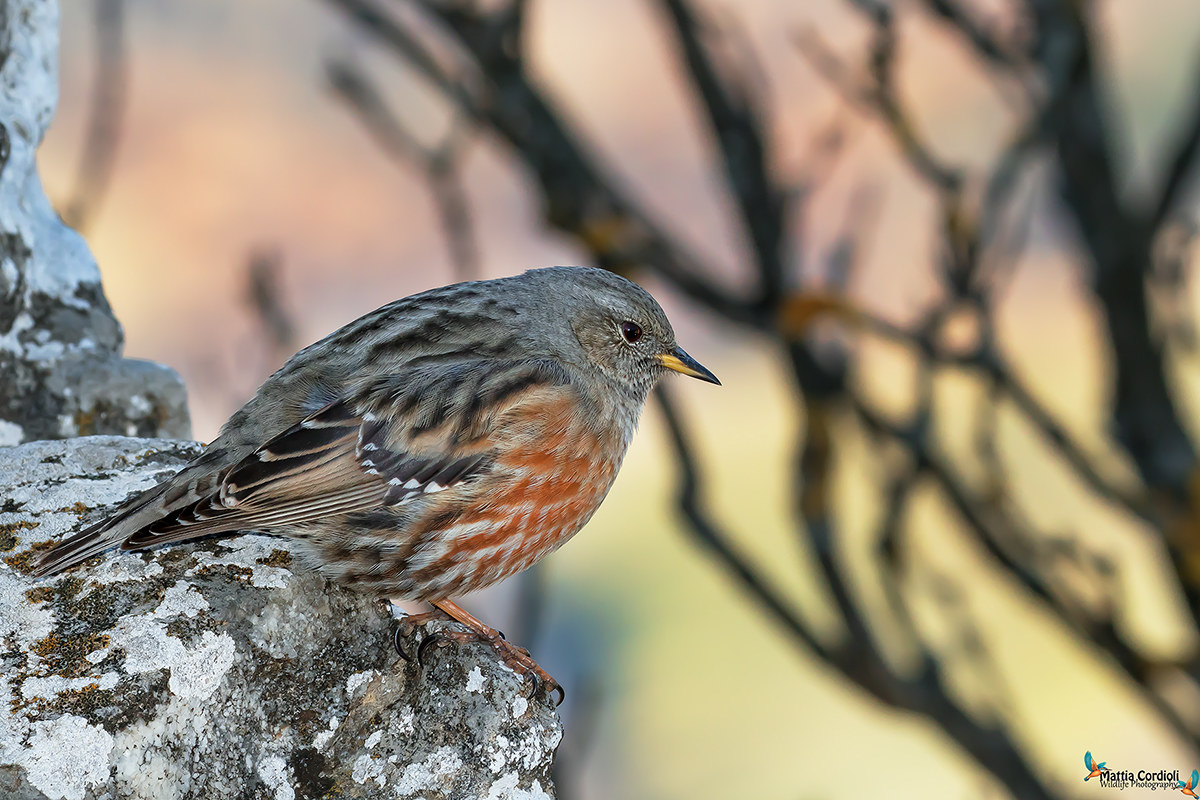 The Alpine Accentor and the magic of colors ...