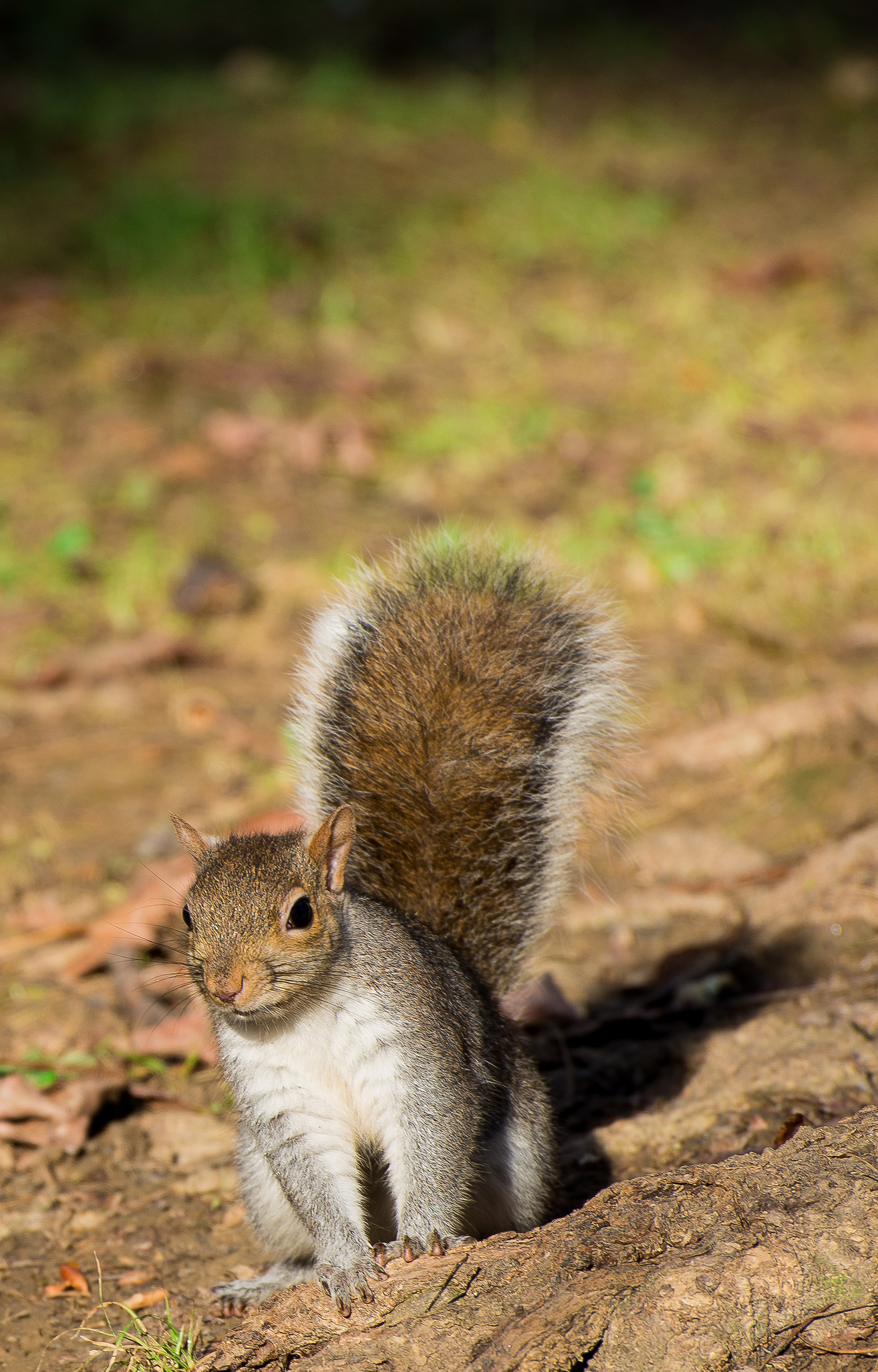 cute squirrel