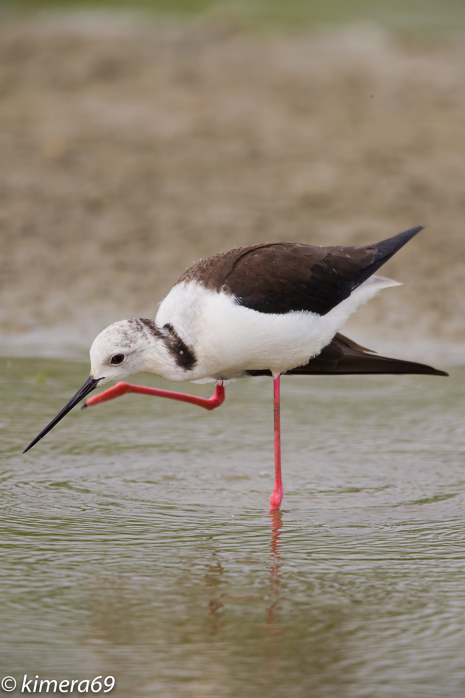 Himantopus himantopus