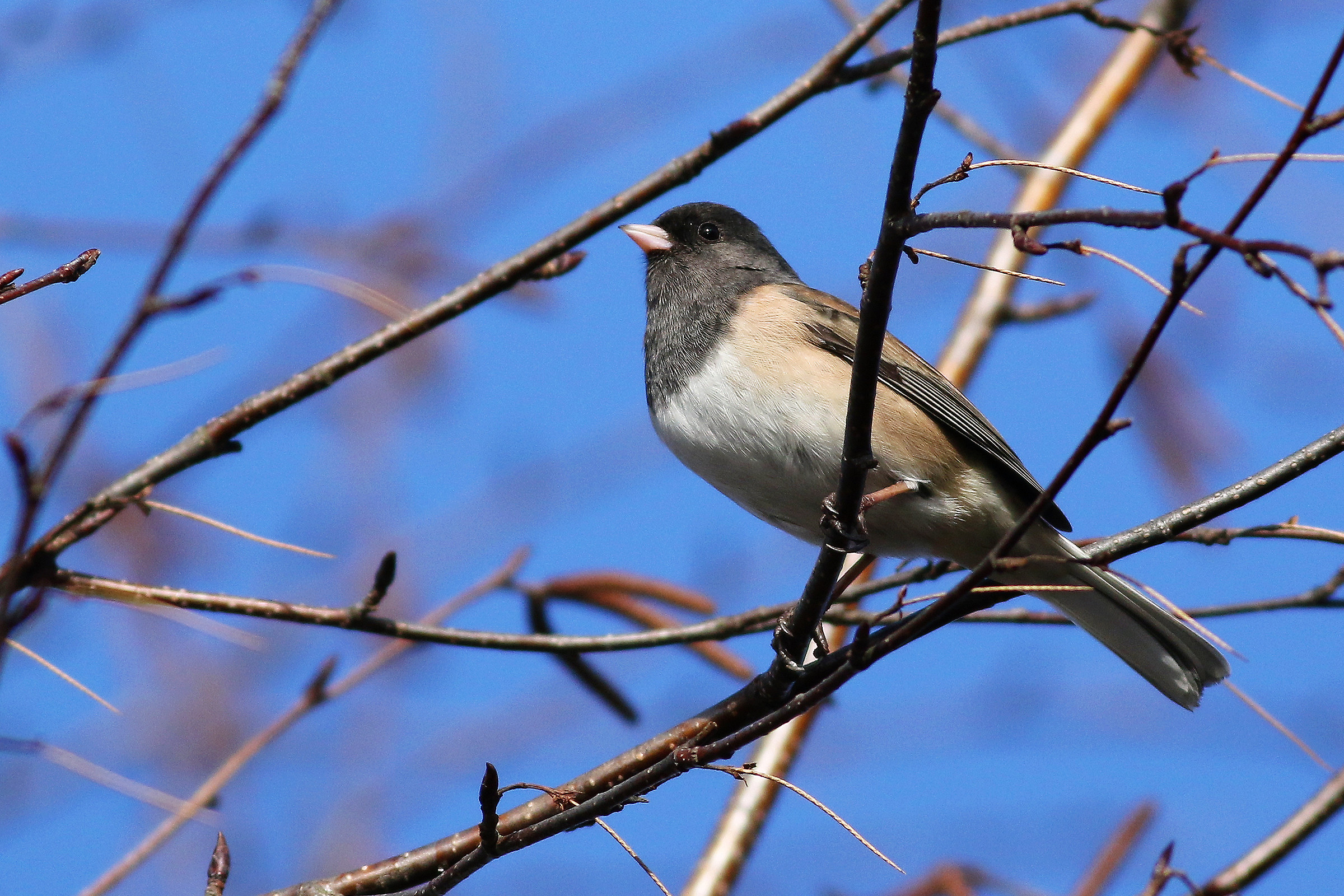 Junco in inverno