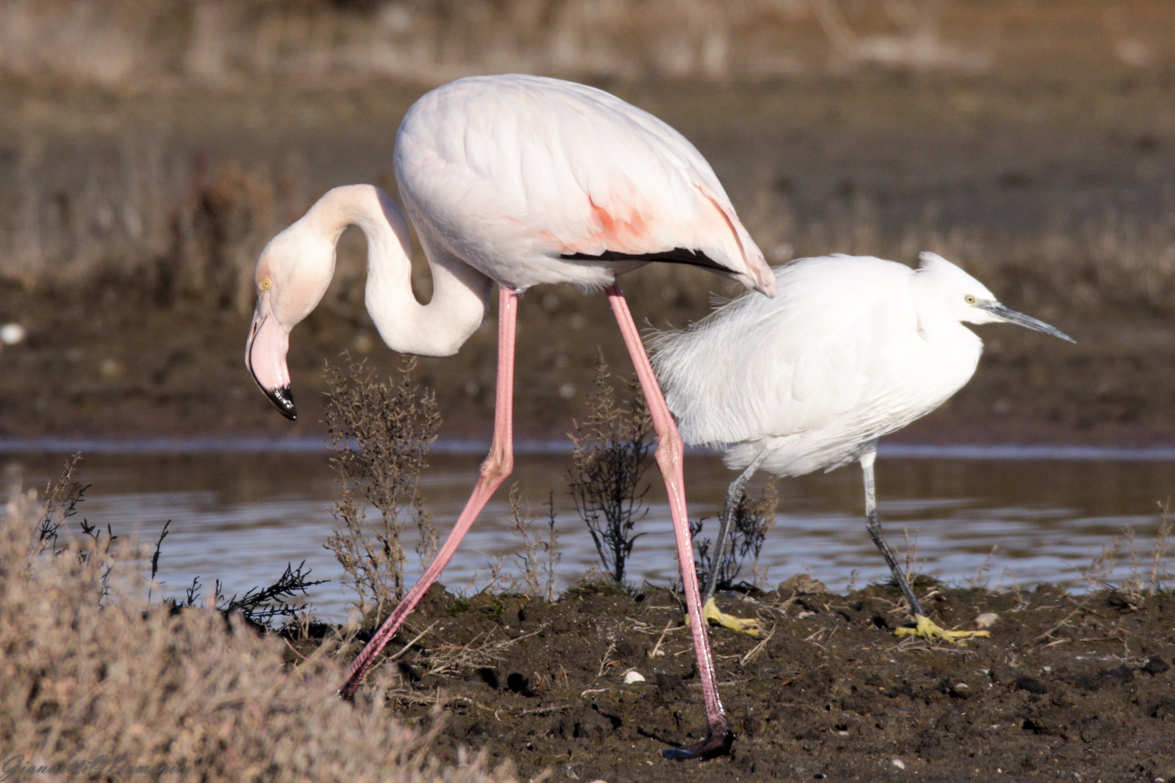 Fenicottero e  garzetta