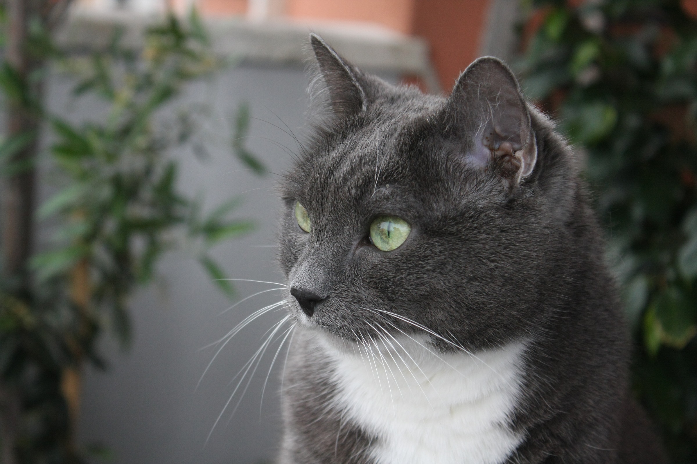 matilde nel balcone di casa