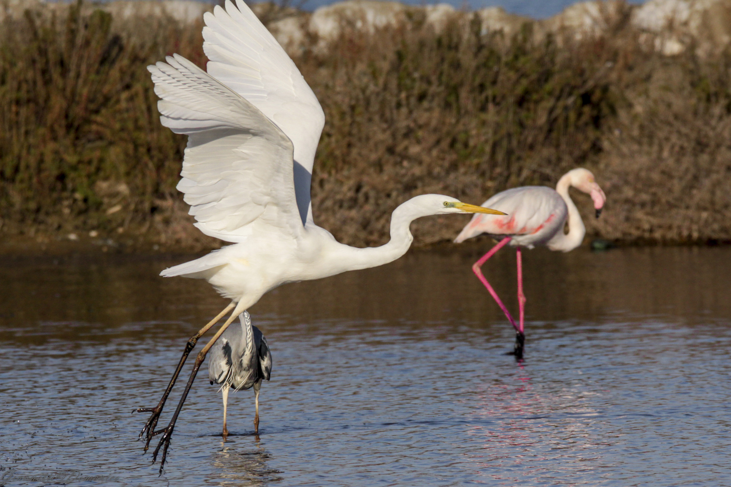 Airone in volo con fenicottero