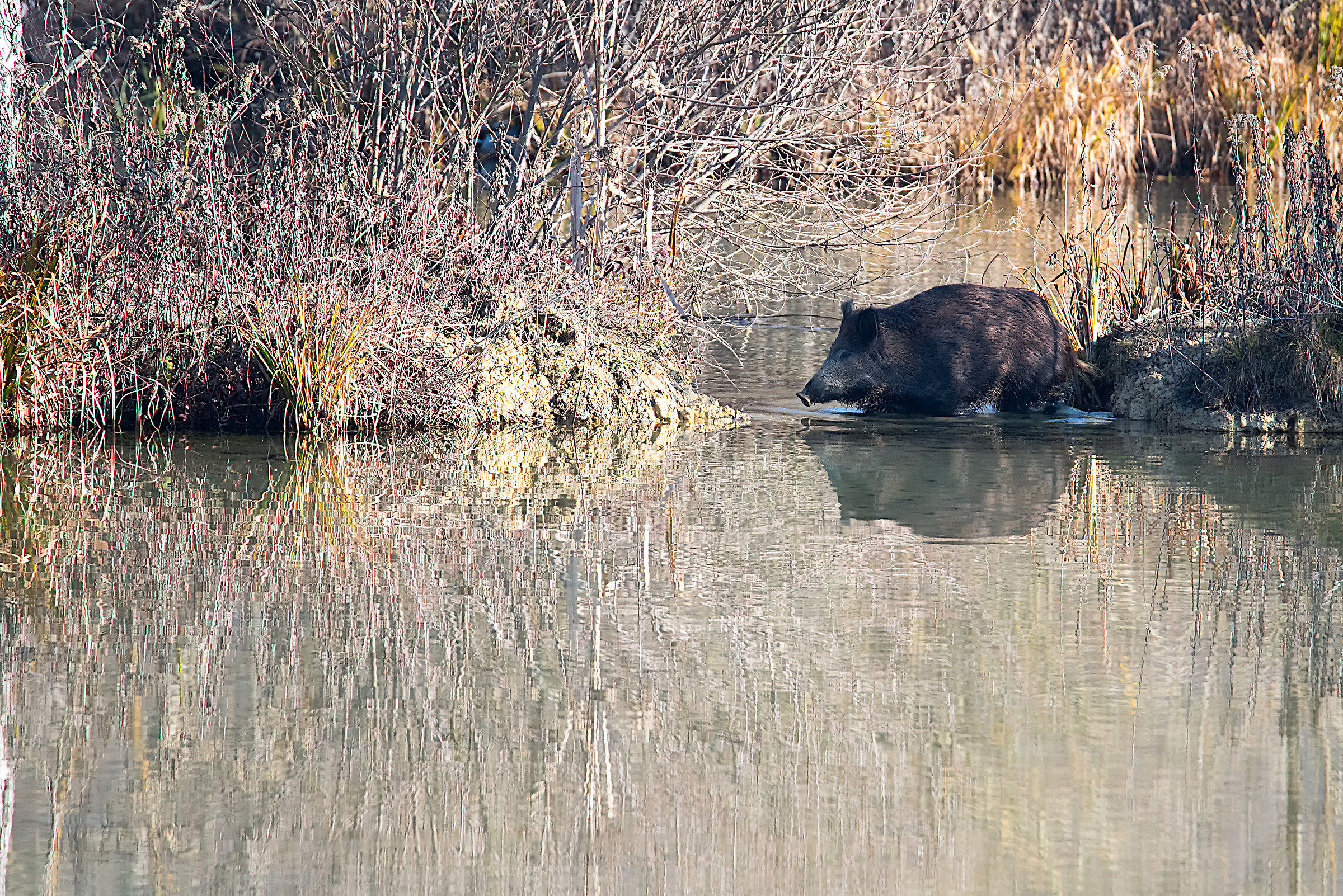 Guado del cinghiale