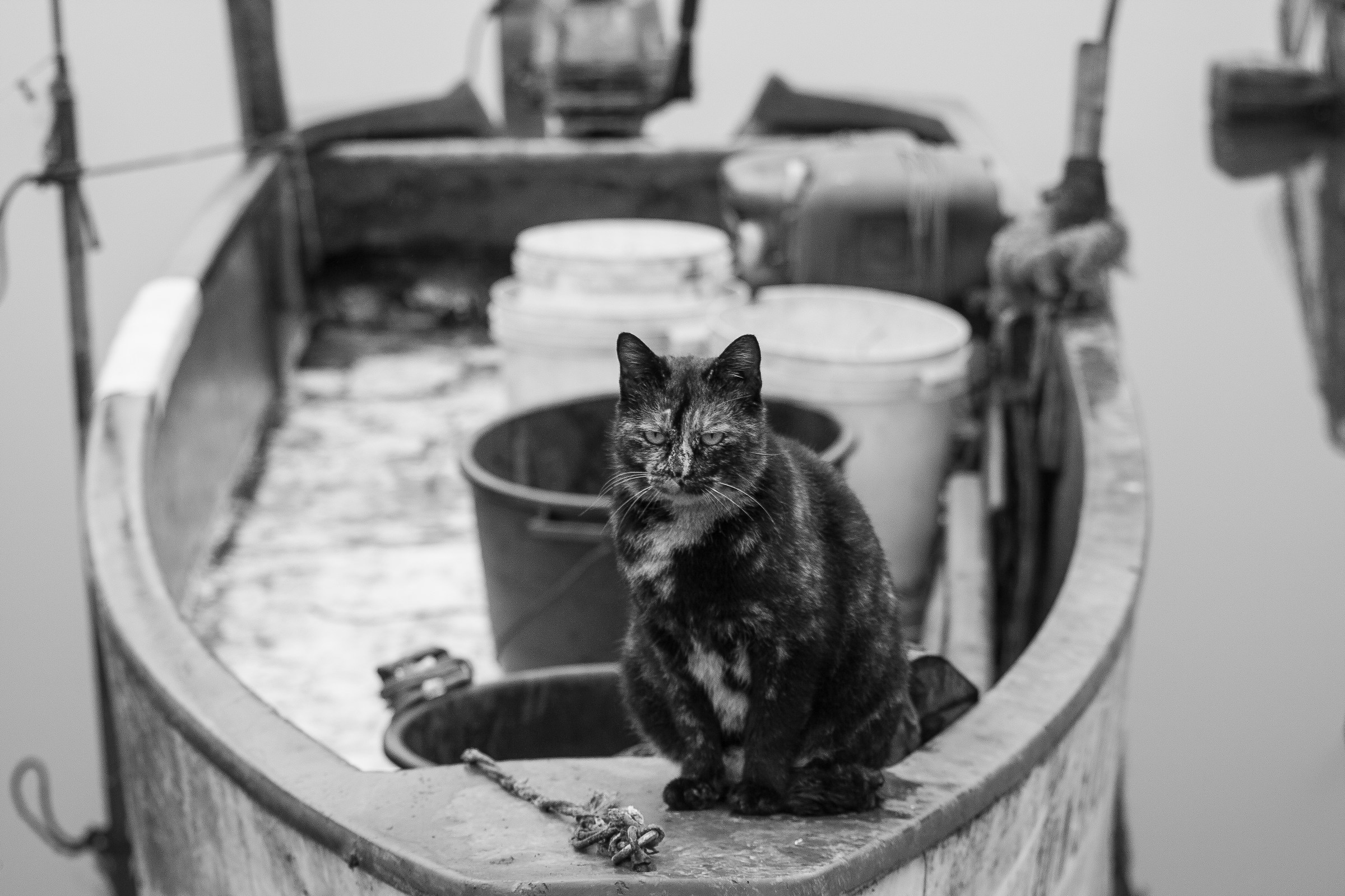 Cat in Sant'Arcangelo