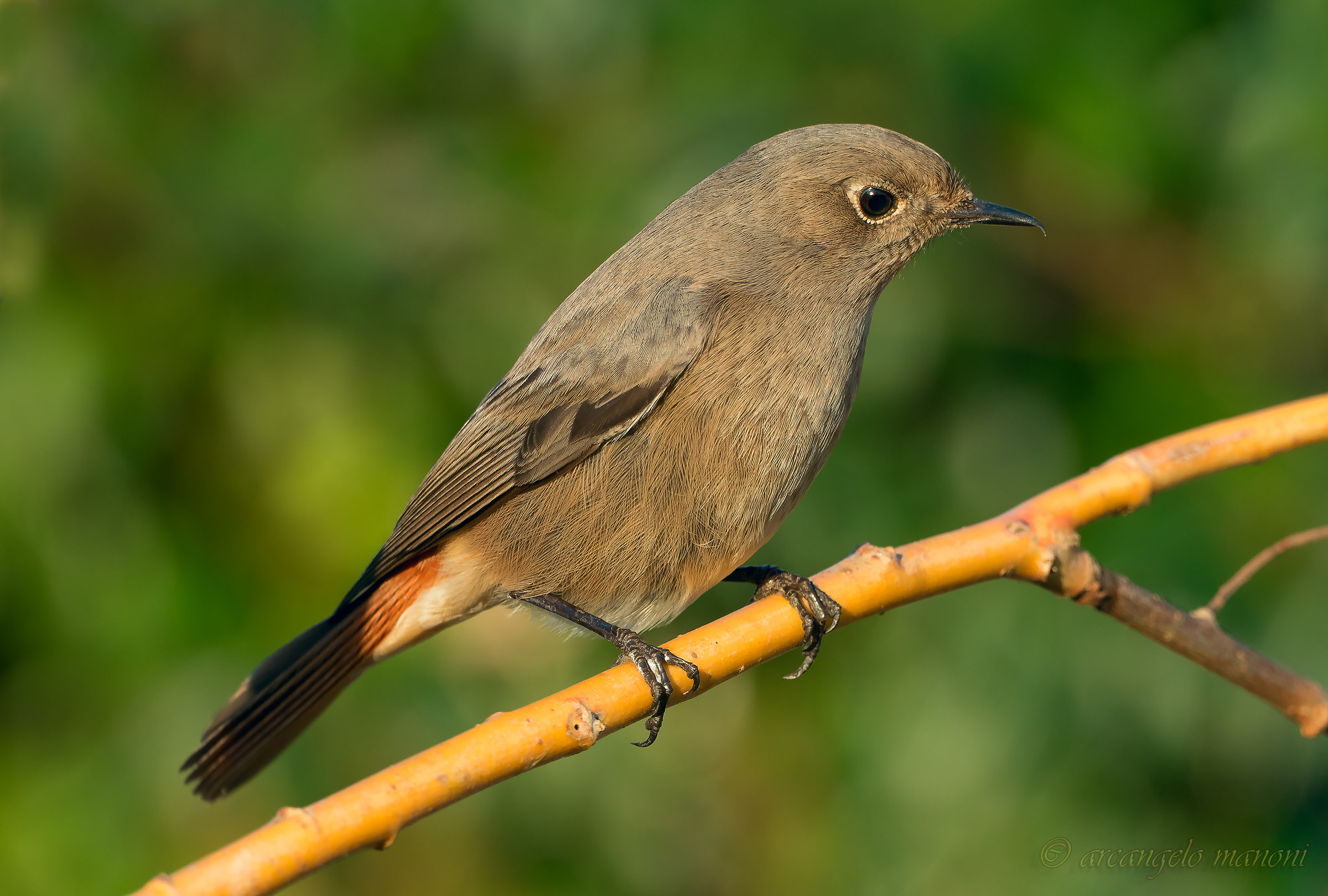 The redstart with compact