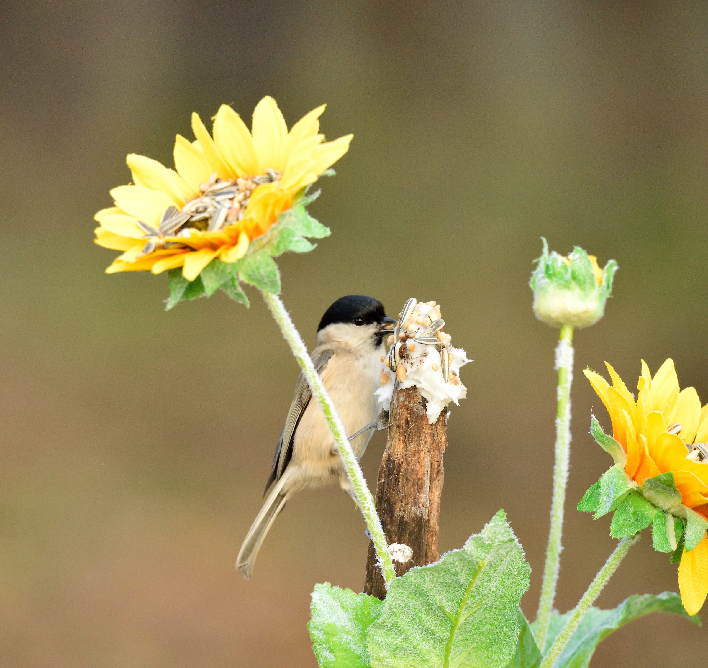 willow tit