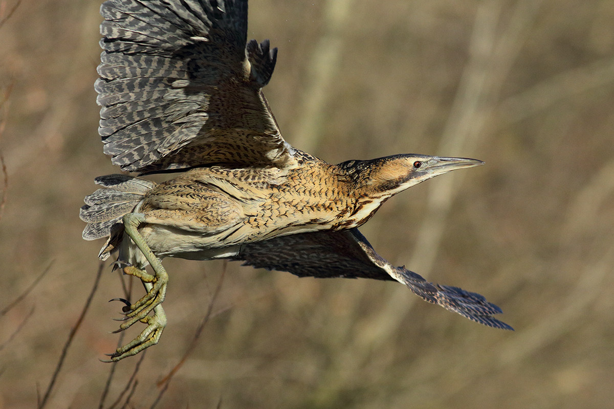 Bittern