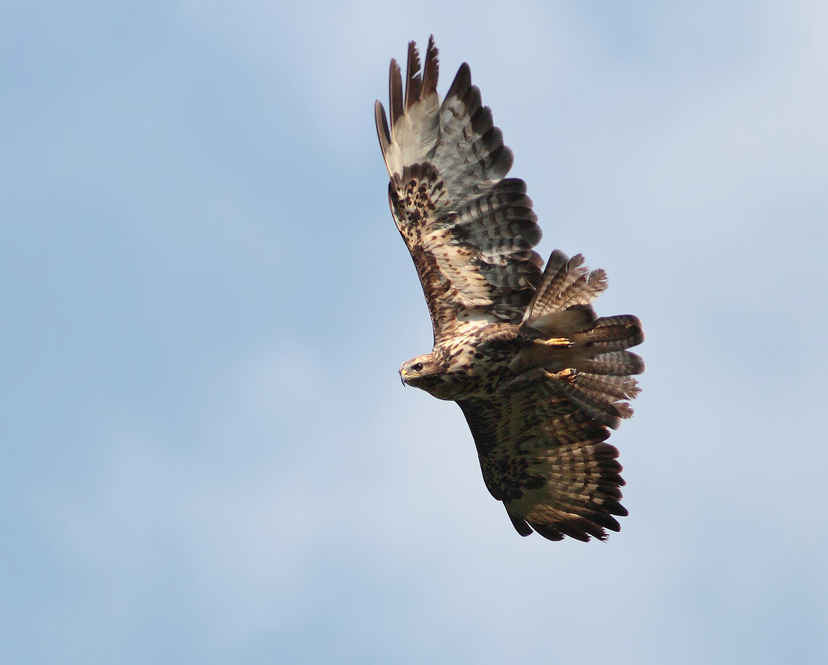 Buzzard