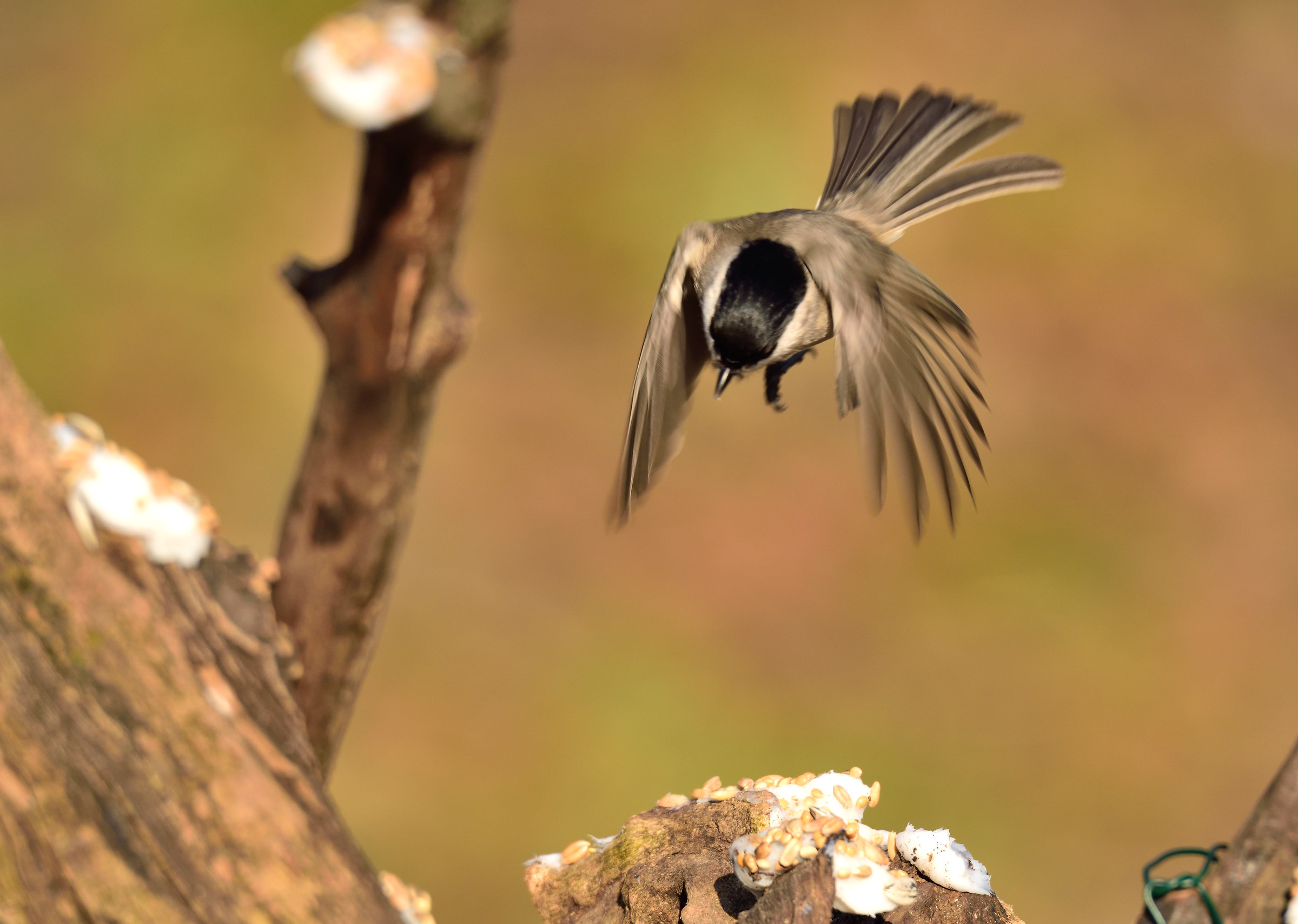 willow tit