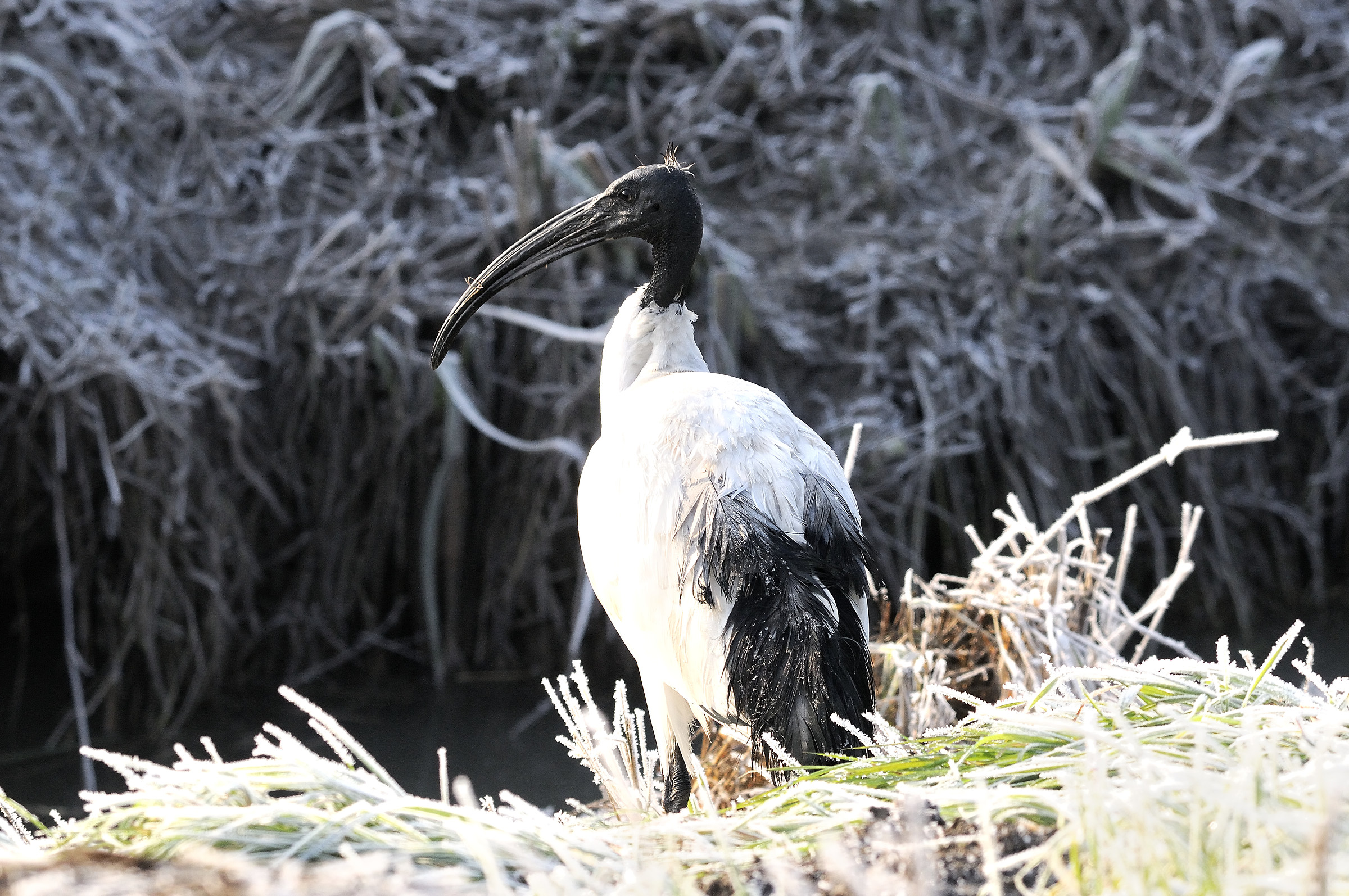 ibis