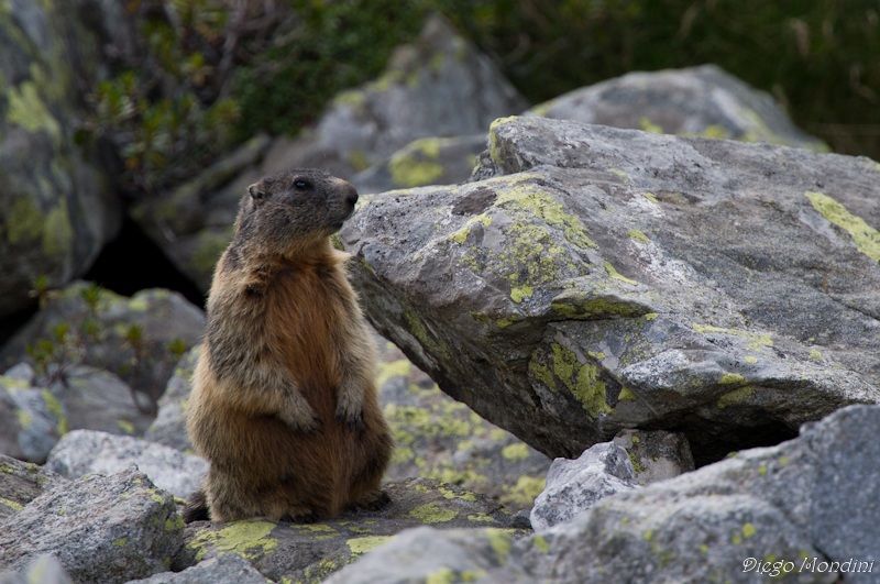 marmottando
