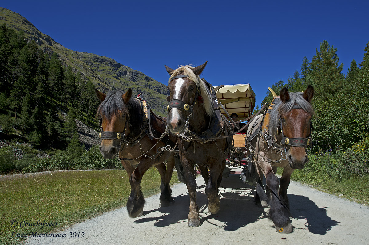 Horses and carriages in Roseg