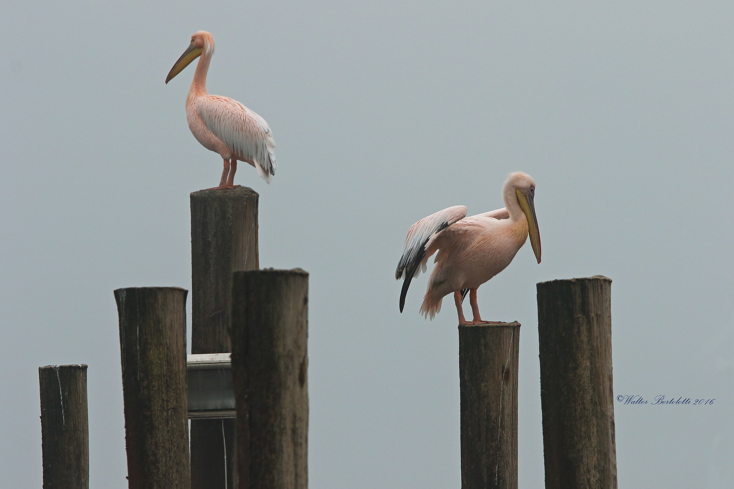 to each his own podium