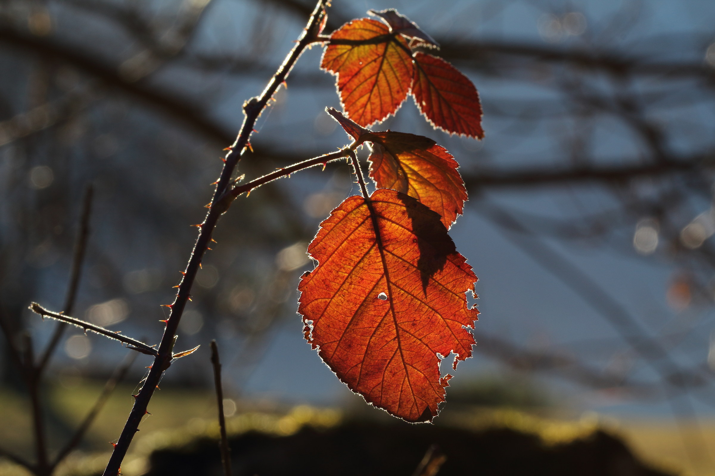 Il mondo: una foglia appesa all'albero dell'universo...