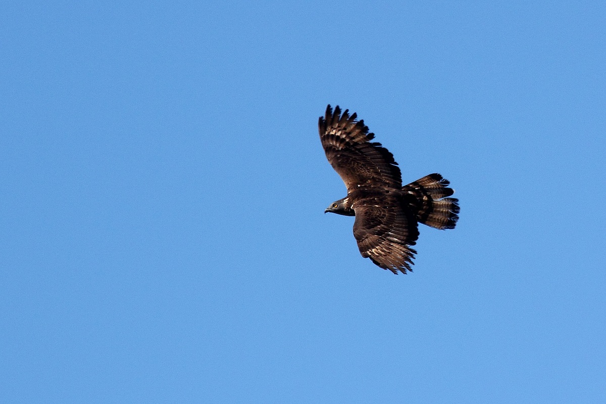 buzzard
