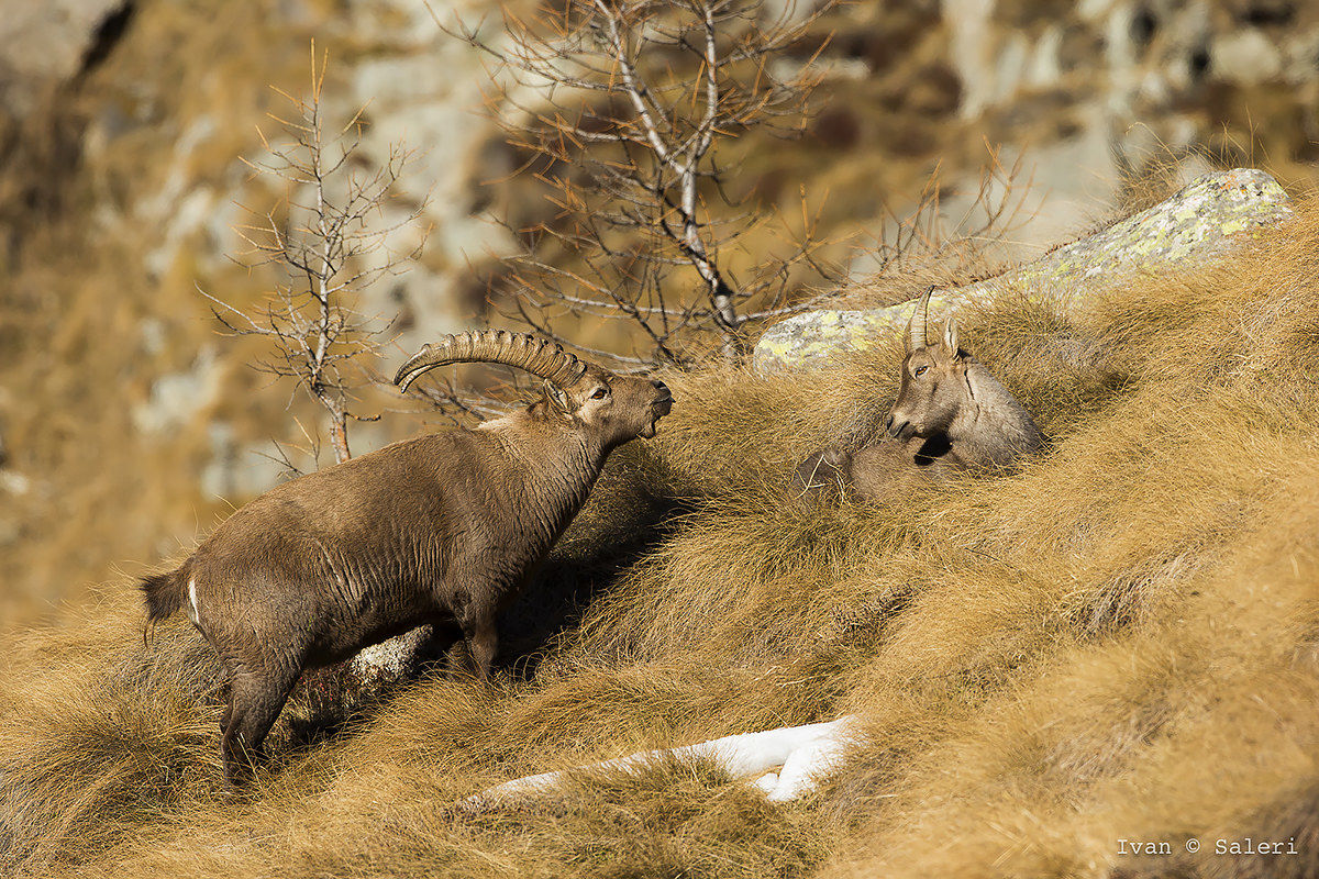 high altitude courtships