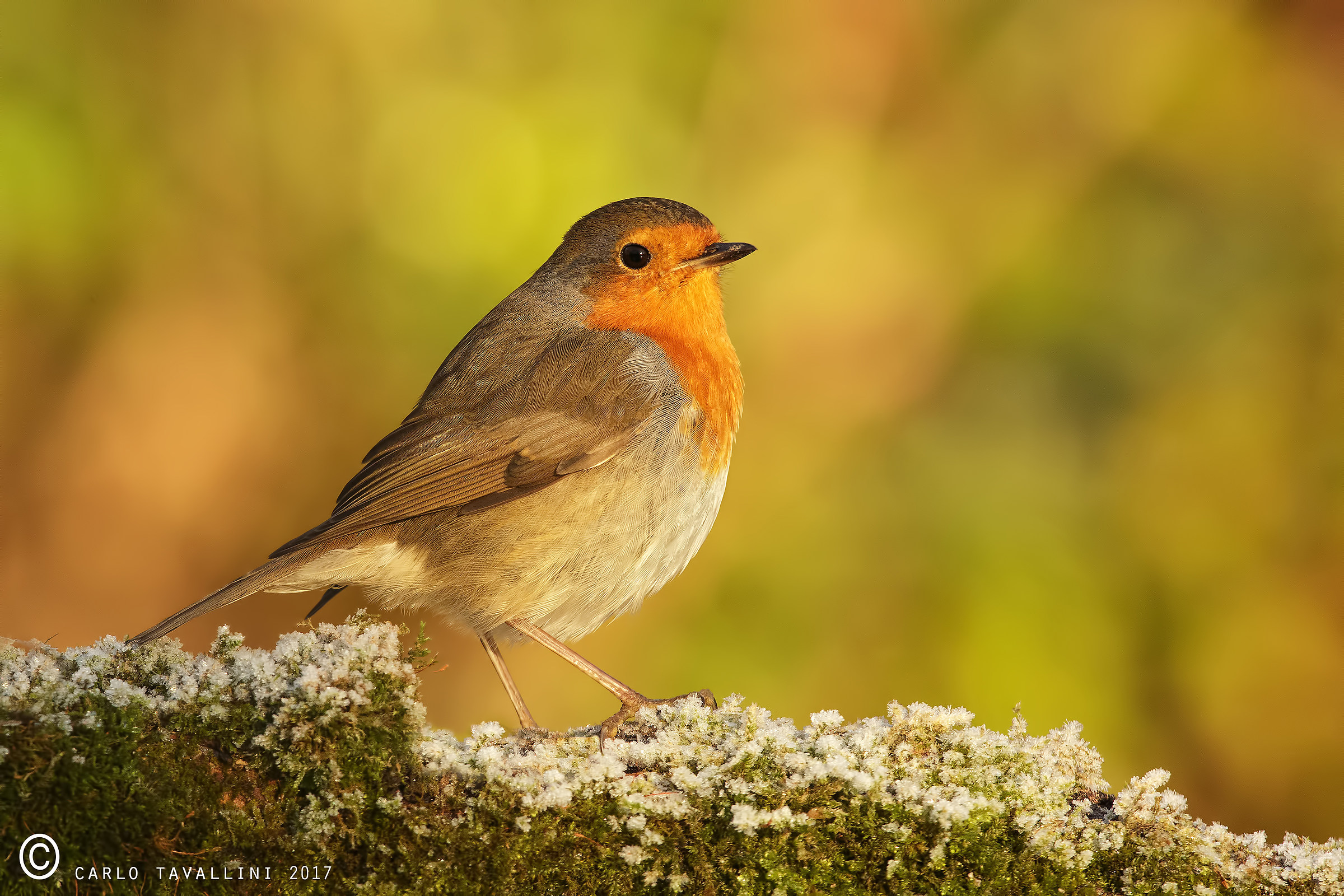 Robin on frost